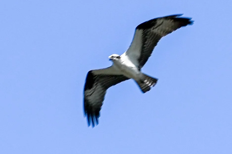 DSC_3720.jpeg