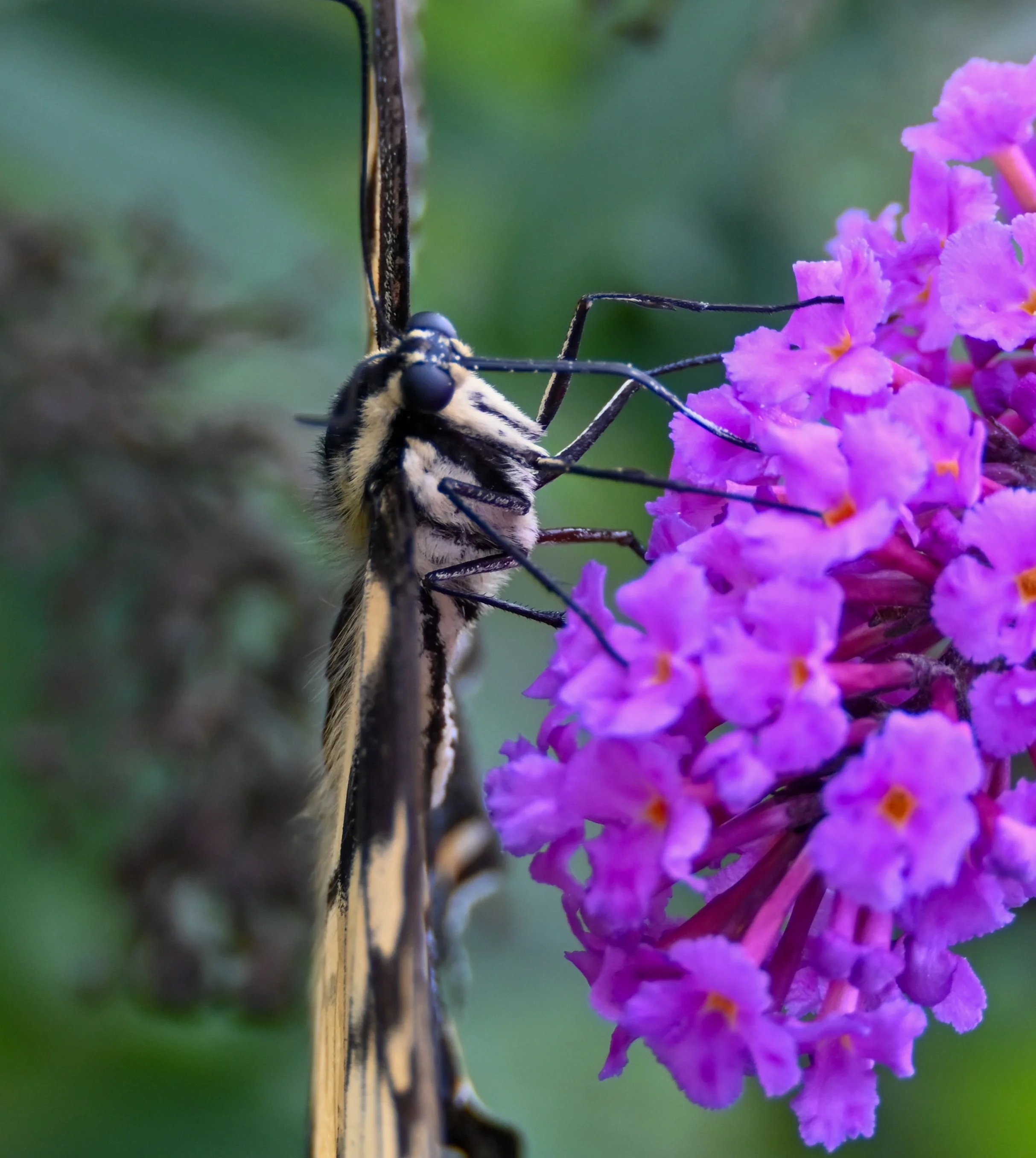 DSC_2113.jpeg