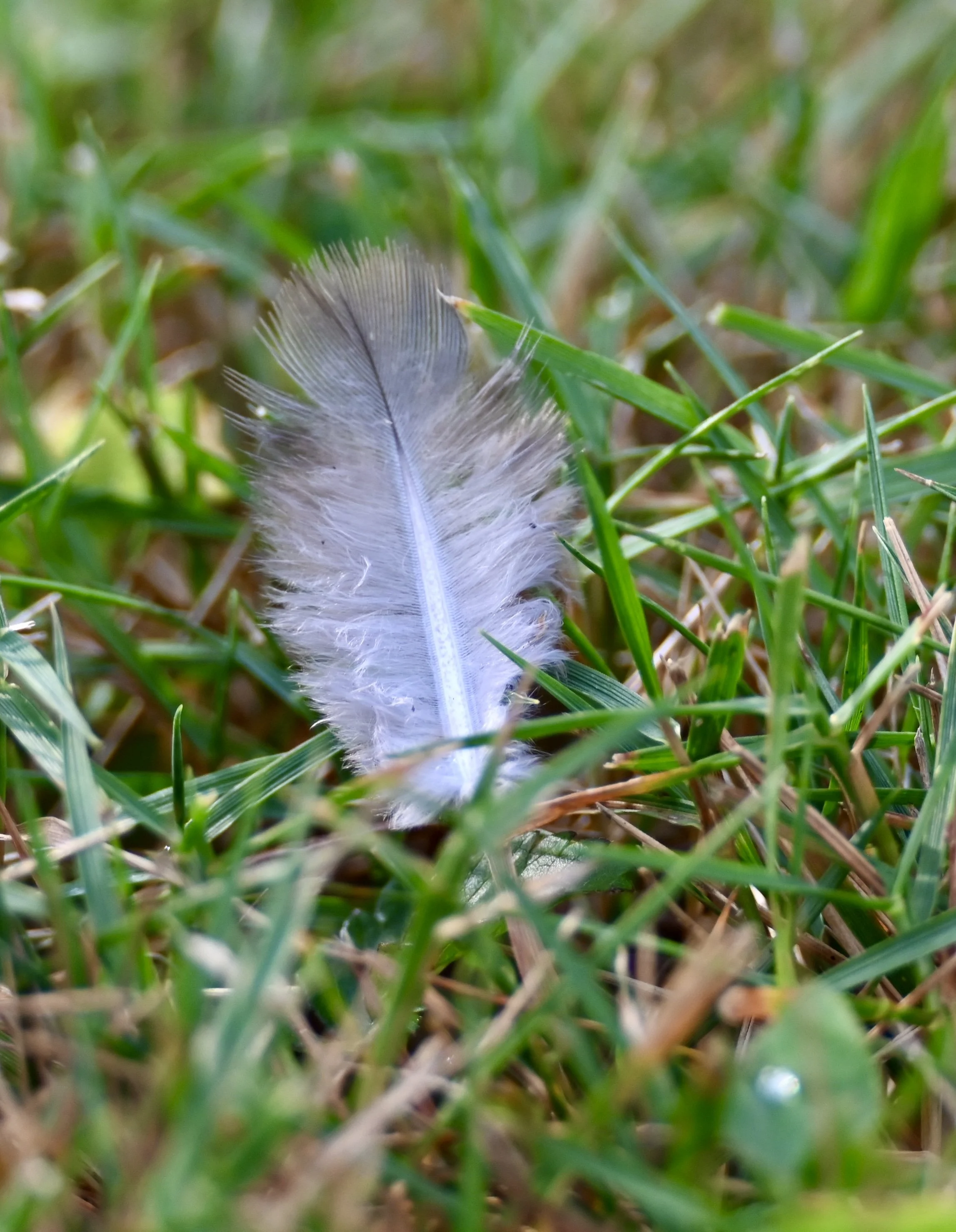 DSC_6010.jpeg