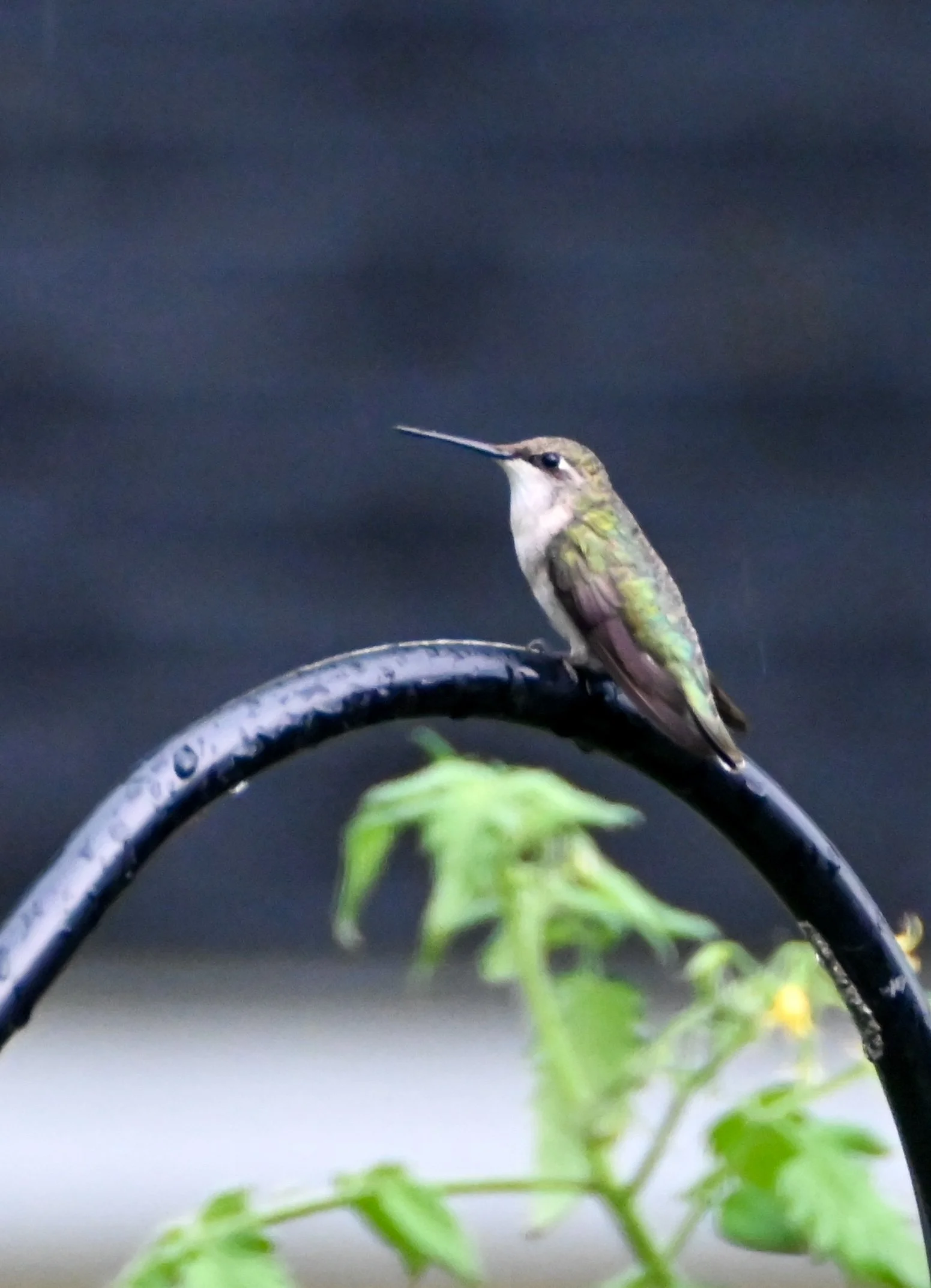 DSC_2083.jpeg