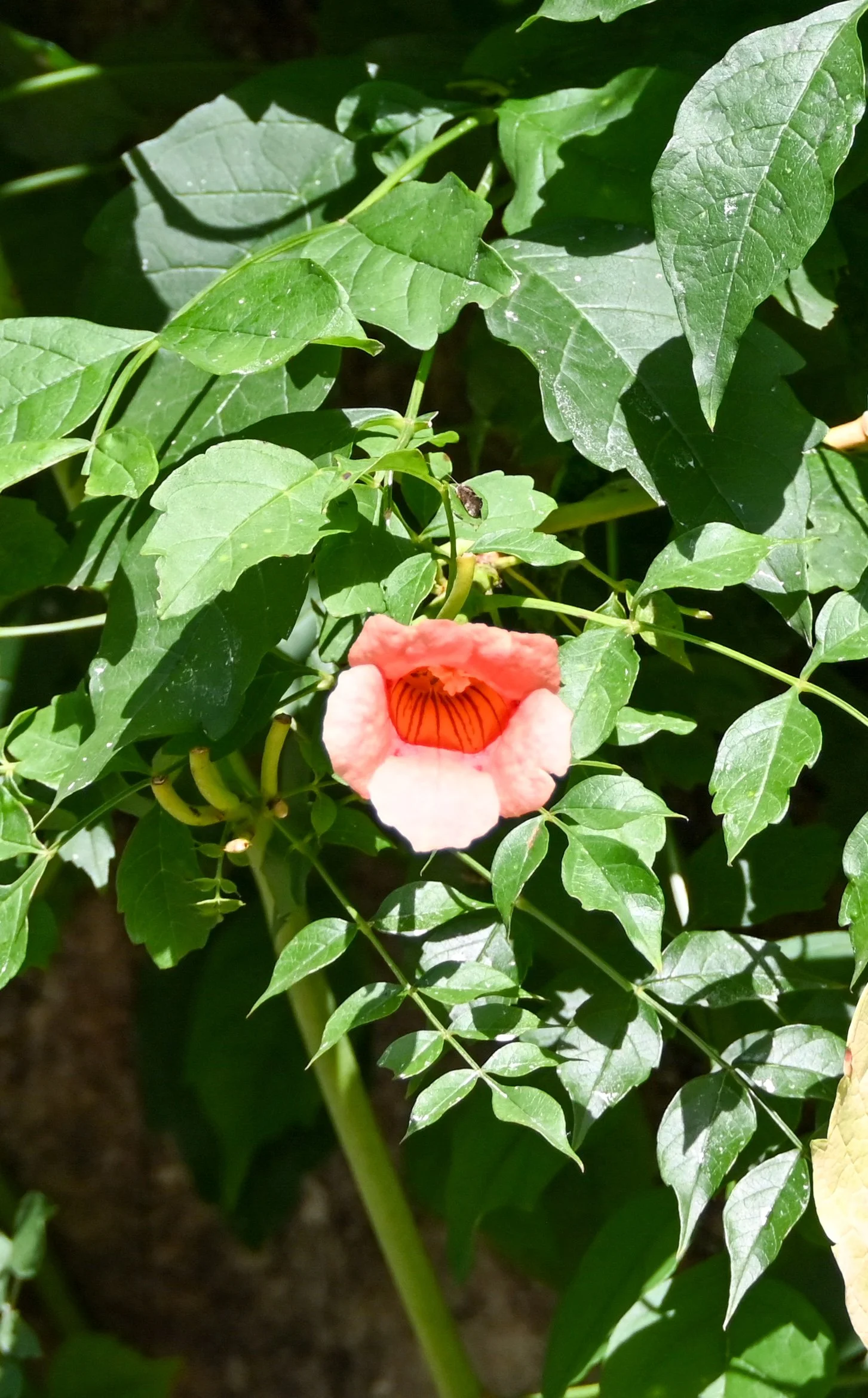 DSC_3570.jpeg