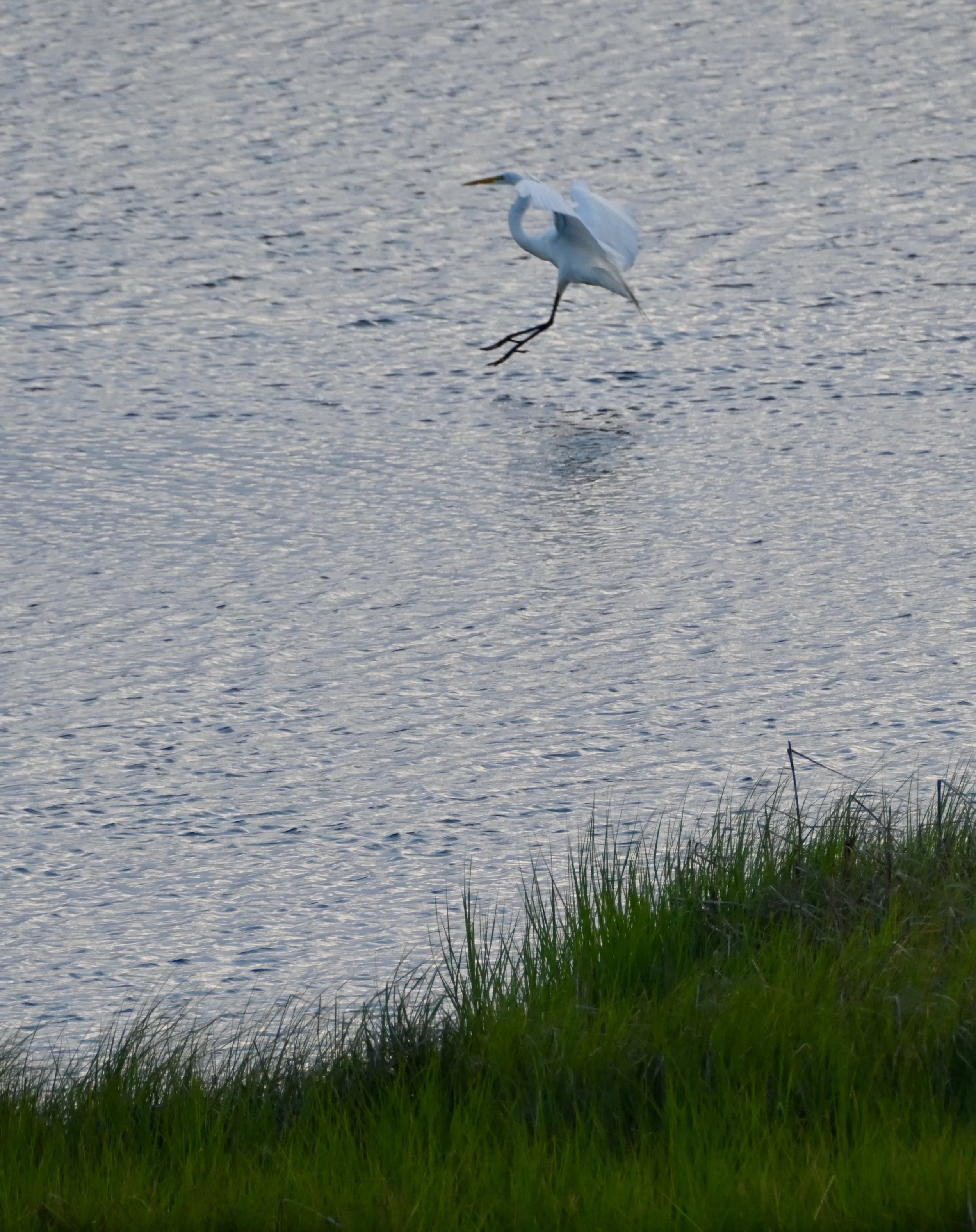 DSC_9772.jpeg