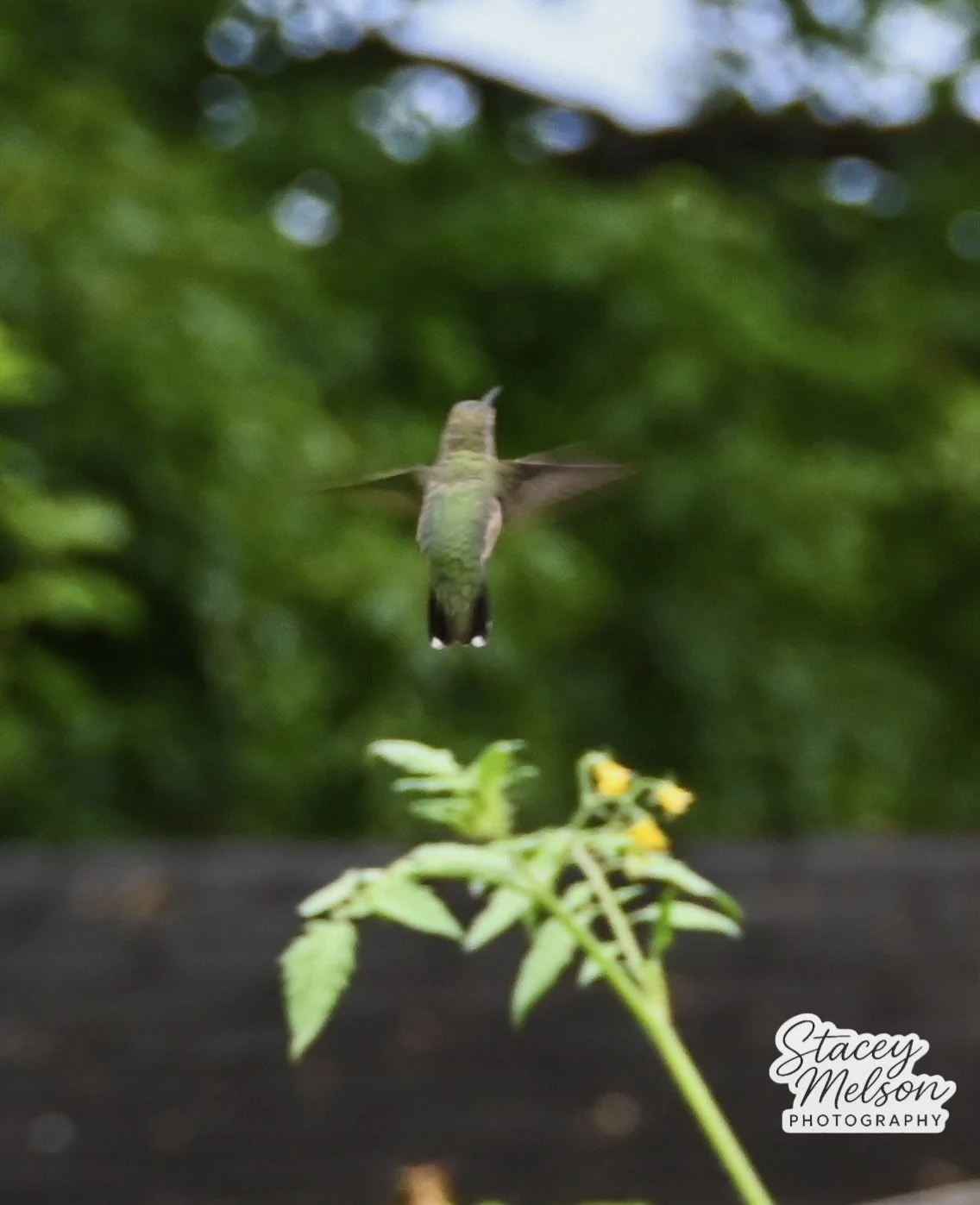 DSC_1786.jpeg
