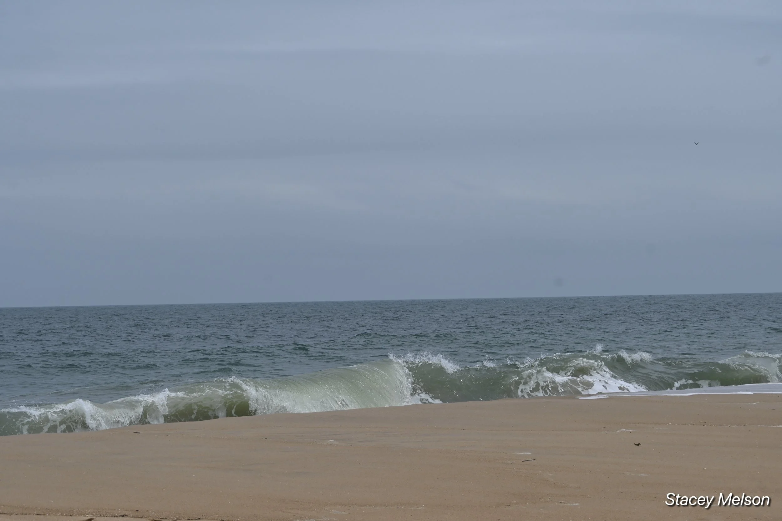 DSC_0694.jpeg
