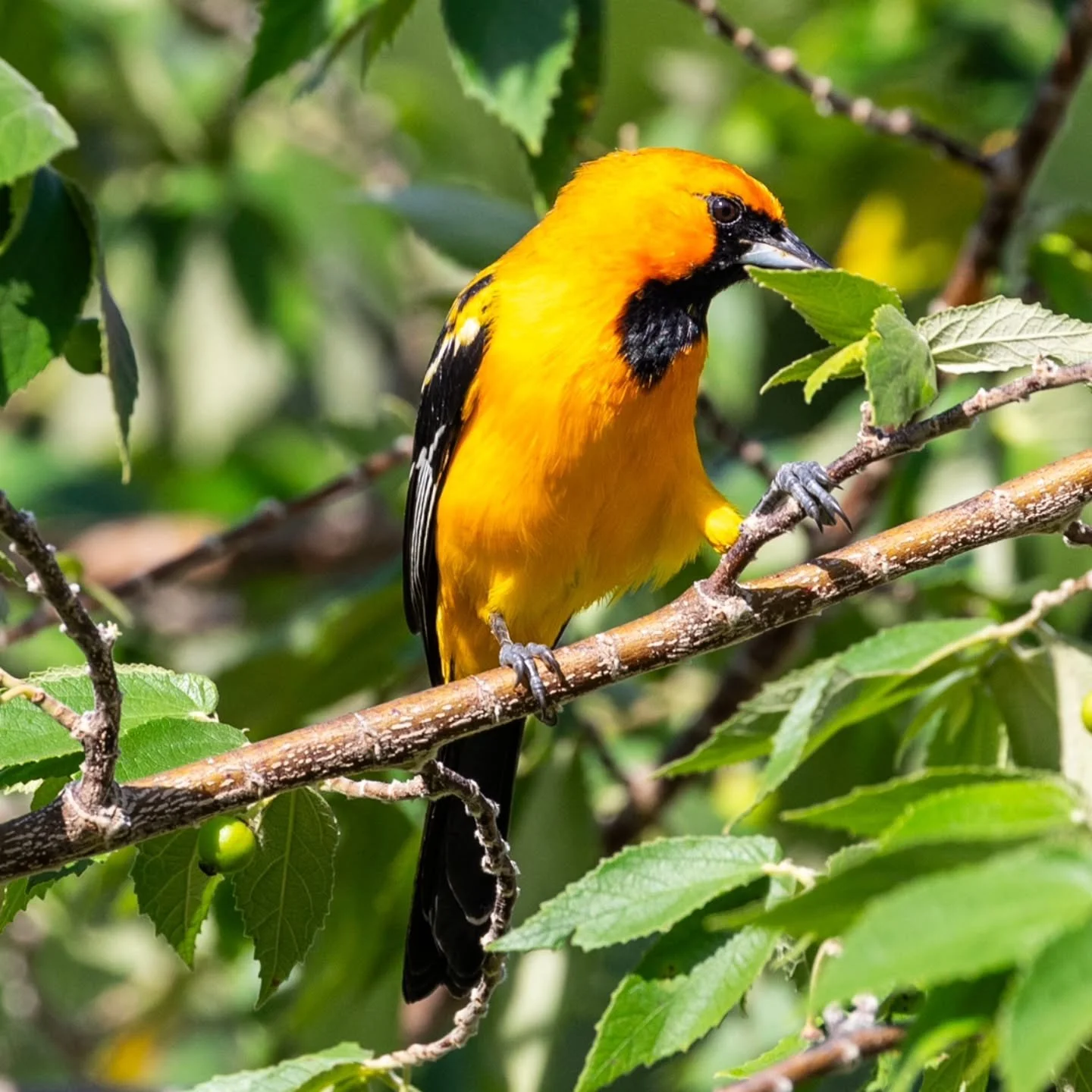 #orangeoriole #yucatanoriole #oriole #elbolseroyucateco #turpialyucateco
#mayanwatercomplex
#playaparaiso
#rivieramaya #mexico #playadelcarmen #cancun #quintanaroo #visitmexico
#birdingcancun #birdingmexico
#rivieramayamexico
#cancunmexico
#naturale