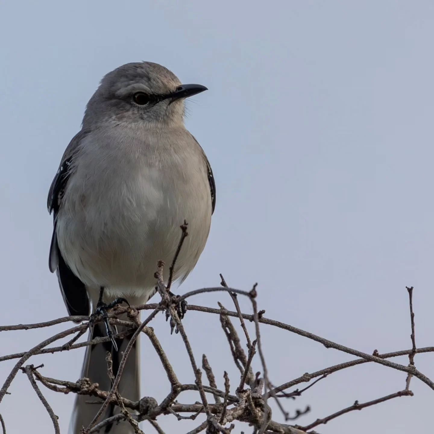 #tropicalmockingbird #mockingbird #mockingbirds #sabiadapraia #mimusgilvus #centzontletropical #paraulatallanera #chuchubi
#mayanwatercomplex
#playaparaiso
#rivieramaya #mexico #playadelcarmen #cancun #quintanaroo #visitmexico
#birdingcancun #birdin