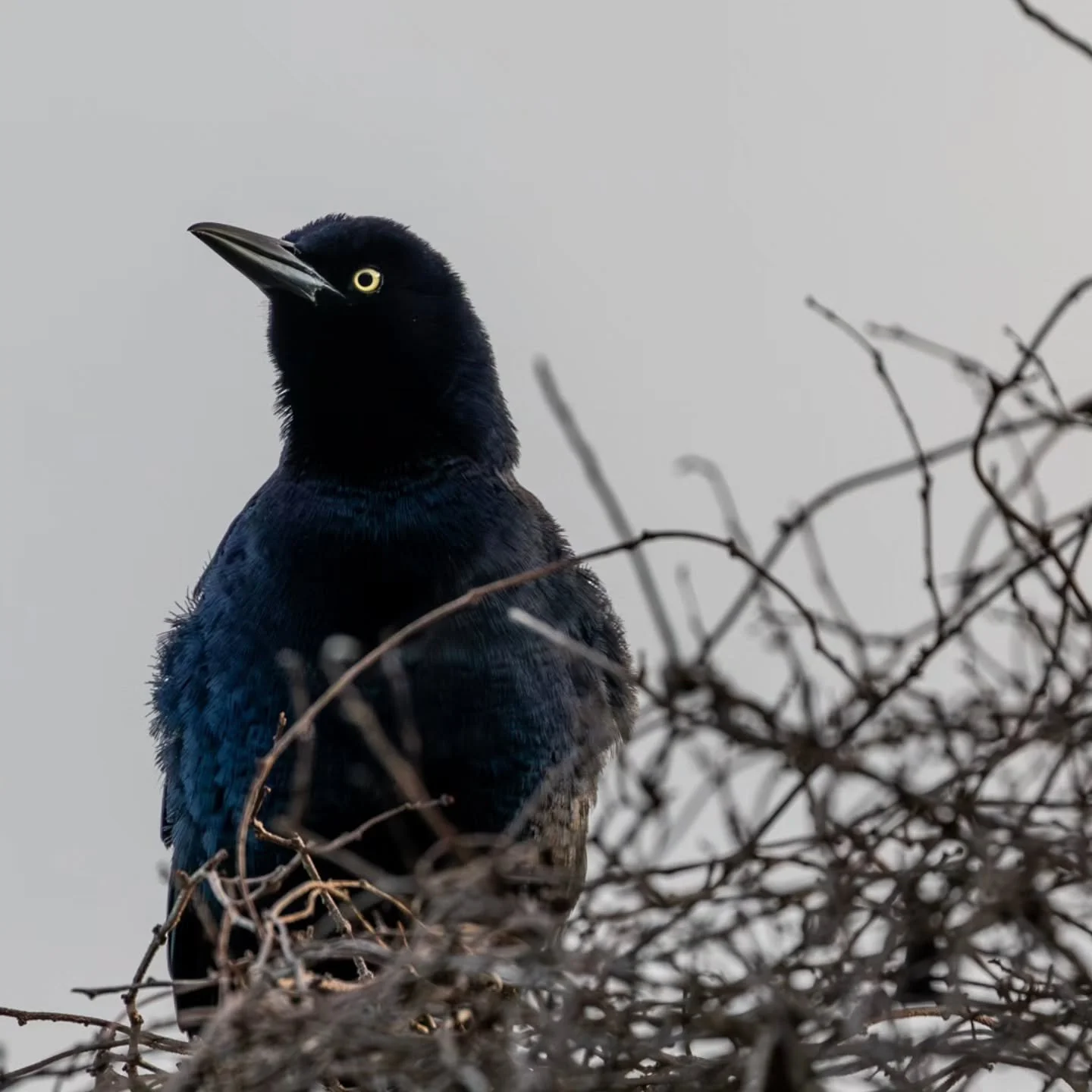#greattailedgrackle #mexicangrackle #grackle #zanatemexicano #cuervo #clarinero
#mayanwatercomplex
#playaparaiso
#rivieramaya #mexico #playadelcarmen #cancun #quintanaroo #visitmexico
#birdingcancun #birdingmexico
#rivieramayamexico
#cancunmexico
#n