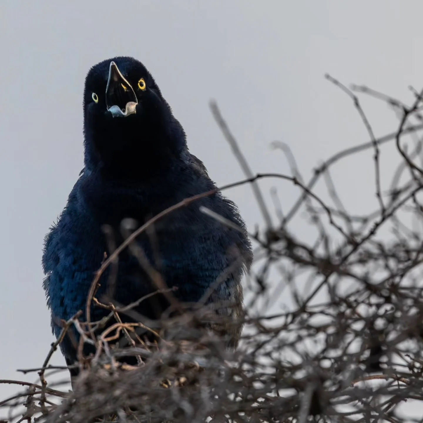 #greattailedgrackle #mexicangrackle #grackle #zanatemexicano #cuervo #clarinero
#mayanwatercomplex
#playaparaiso
#rivieramaya #mexico #playadelcarmen #cancun #quintanaroo #visitmexico
#birdingcancun #birdingmexico
#rivieramayamexico
#cancunmexico
#n