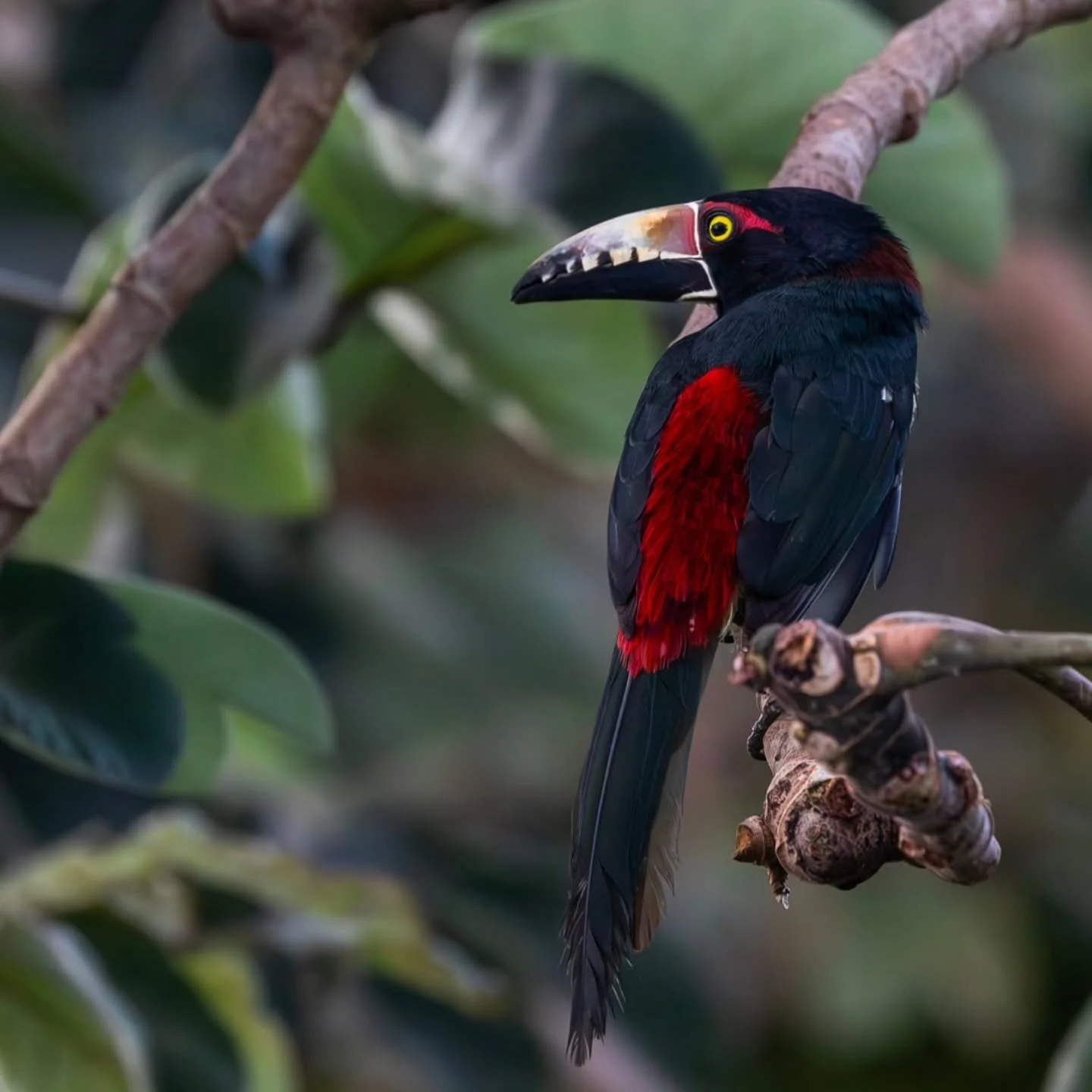 #collaredaracari
#toucan #tucan  #aracari
#mayanwatercomplex
@cancun 
@mayanwatercomplex
#playaparaiso
#rivieramaya #mexico #playadelcarmen #cancun #quintanaroo #visitmexico
#birdingcancun #birdingmexico 
#rivieramayamexico 
#cancunmexico 
#natural
