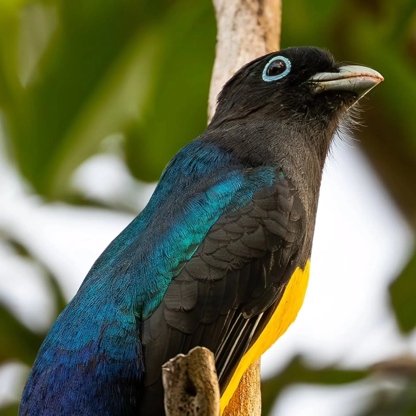 #blackheadedtrogon 
#trogon #trogón 
#mayanwatercomplex
@cancun 
@mayanwatercomplex
#playaparaiso
#rivieramaya #mexico #playadelcarmen #cancun #quintanaroo #visitmexico
#birdingcancun #birdingmexico 
#rivieramayamexico 
#cancunmexico 
#natu