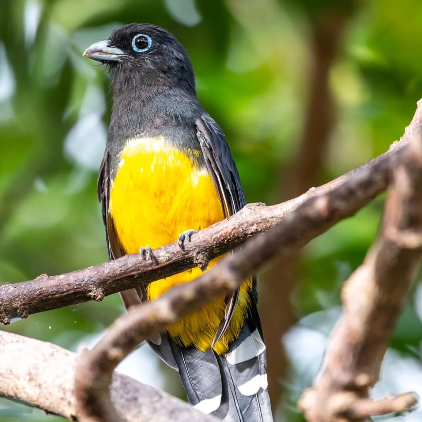 #blackheadedtrogon 
#trogon #trogón 
#mayanwatercomplex
@cancun 
@mayanwatercomplex
#playaparaiso
#rivieramaya #mexico #playadelcarmen #cancun #quintanaroo #visitmexico
#birdingcancun #birdingmexico 
#rivieramayamexico 
#cancunmexico 
#natu
