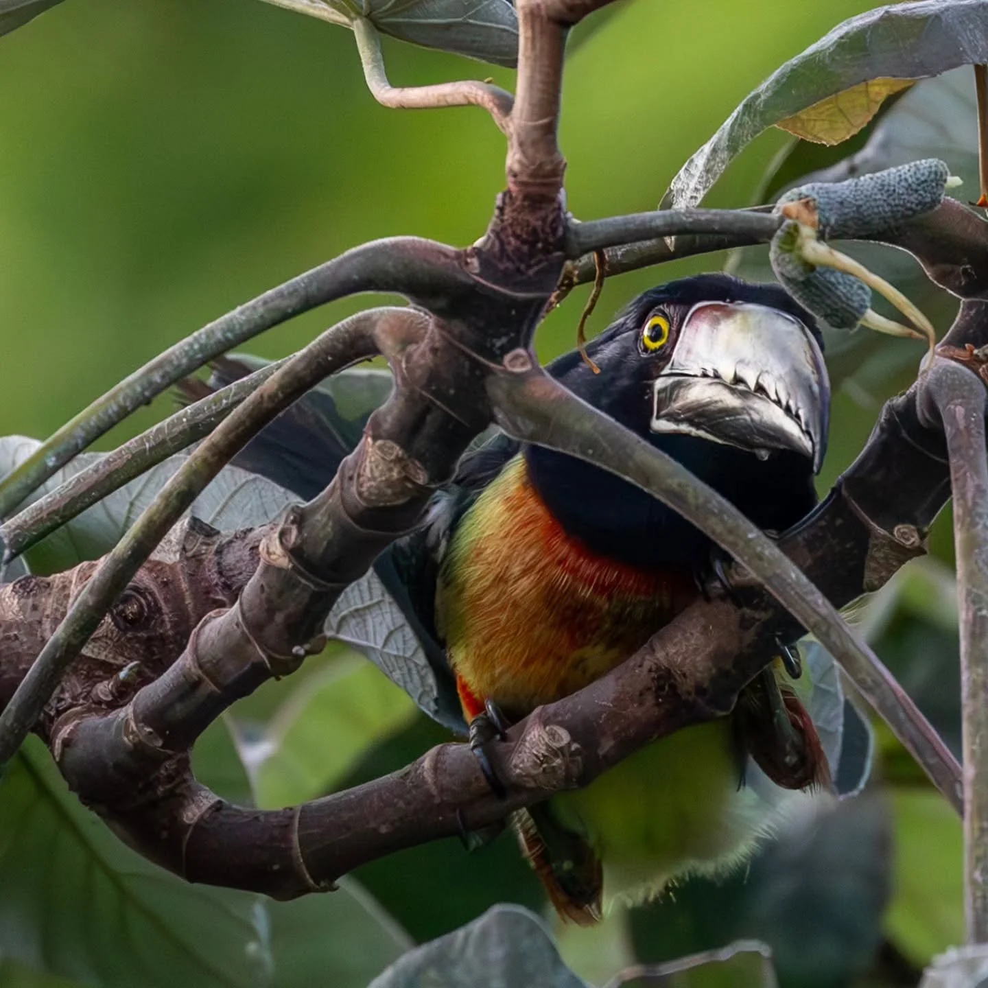 Still milking these #collaredaracari
#tucán #tucanes #lostucanes
#toucan #tucan  #aracari
#mayanwatercomplex
@cancun 
@mayanwatercomplex
#playaparaiso
#rivieramaya #mexico #playadelcarmen #cancun #quintanaroo #visitmexico
#birdingcancun #bir