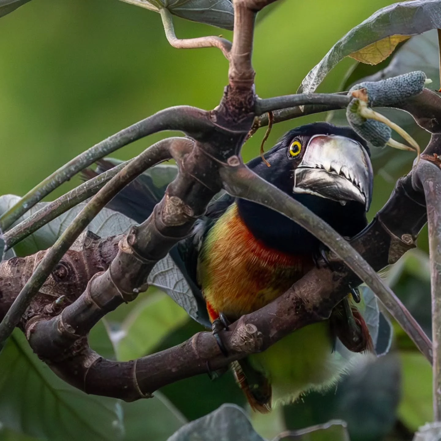 #collaredaracari
#tucán #tucanes #lostucanes
#toucan #tucan  #aracari
#mayanwatercomplex
@cancun 
@mayanwatercomplex
#playaparaiso
#rivieramaya #mexico #playadelcarmen #cancun #quintanaroo #visitmexico
#birdingcancun #birdingmexico 
#riviera