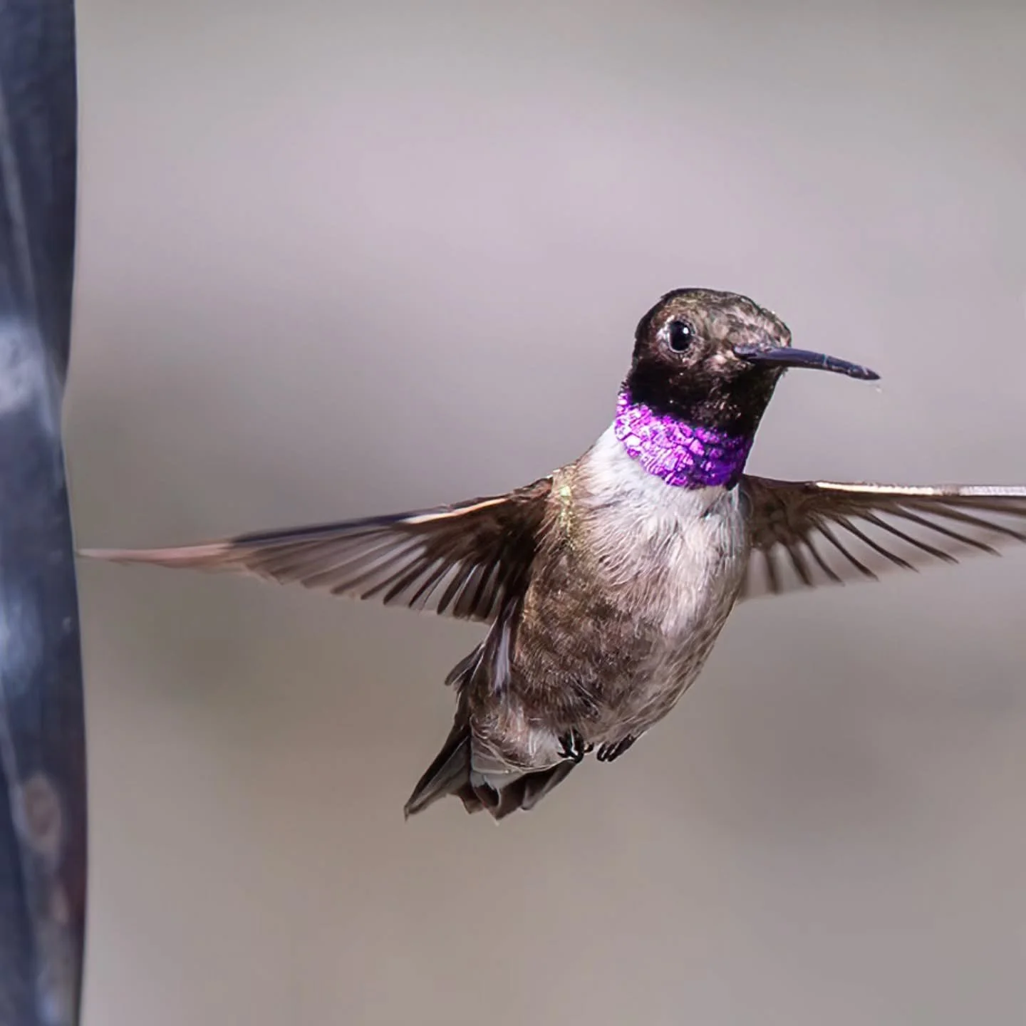 #blackchinnedhummingbird 
#hummingbird #hummingbirds #hummingbirdsofinstagram
#cranbrook #cranbrookbc #explorecranbrook
#explorebc #kootrocks #basinlife 
#kootenayviews #kootenaylife
#birdsofthekootenays
#eastkootenays #wingsovertherockies
#wingsov
