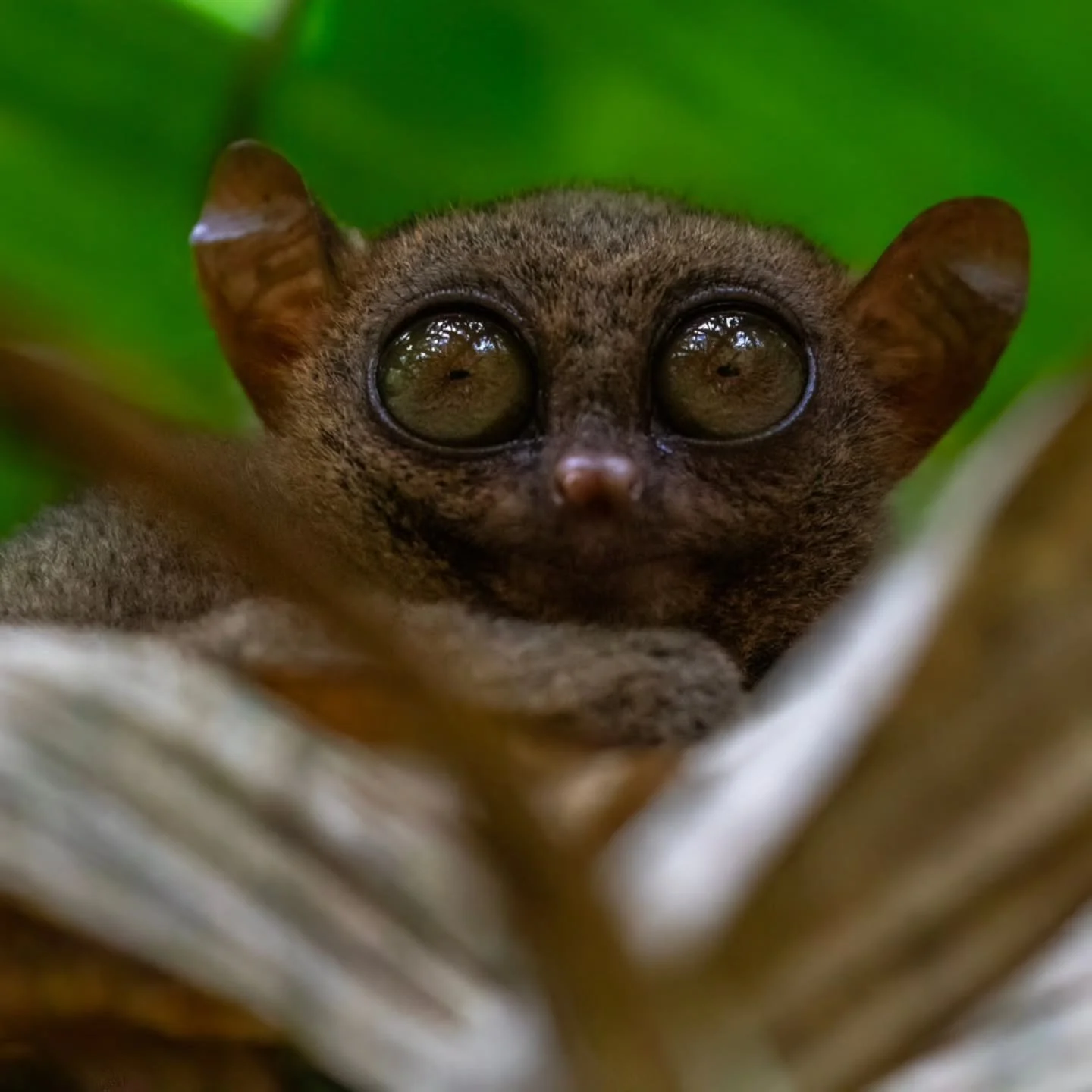 #tarsier
#bohol
#panglao
#tarsiersanctuary
#philippines
#philippinestravel
#philippines🇵🇭
#tpbgovph
#visitphilippines
#visitbohol
#boholphilippines
@philippinetarsierfoundation
@boholtourismph
@northzenvillas
