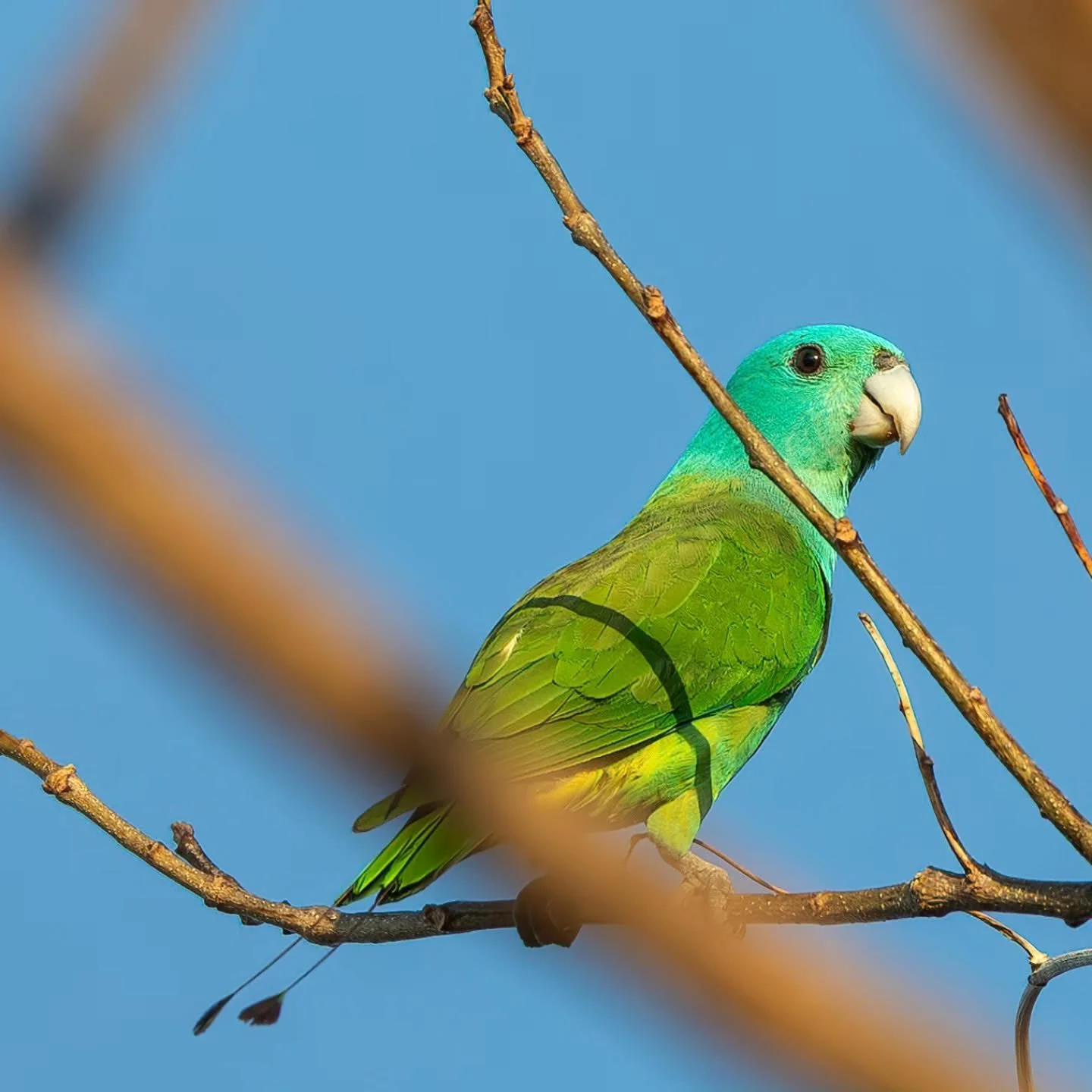 #blueheadedrackettail at #sandislandbeachresort 
#chindonanisland
#blueheadedrackettailparrot
#palawanrackettail
#racquettailparrot
#rackettailparrot
#kilit
#kinawihan
#birdsofpalawan
#coron
#coronpalawan 
#visitcoron 
#philippines
#philippinestrav