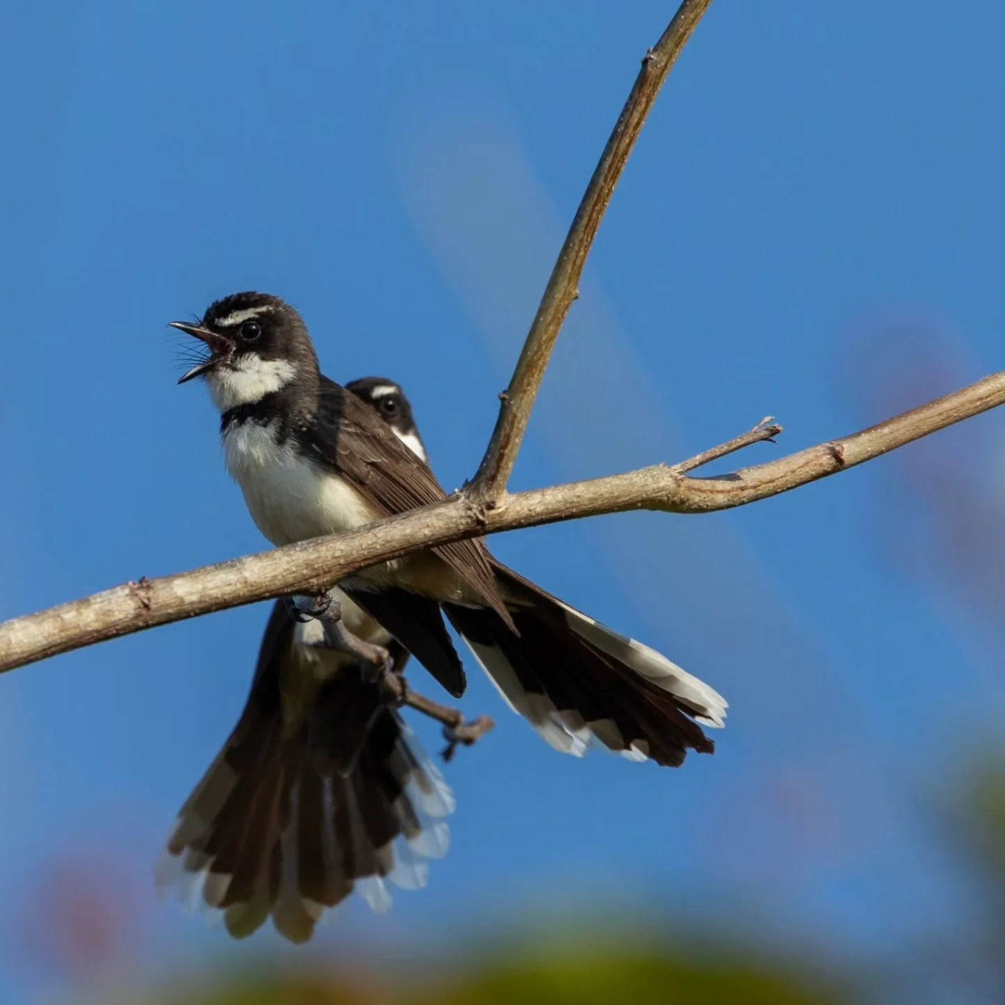 I loved capturing the playful #philippinepiedfantail at #sandislandbeachresort

#piedfantail 
#chindonanIsland
#mariacapra #tarerekoy 
#fantail 

#birdsofpalawan
#BirdFinderPH #ExplorePHbirds 

#coron
#coronpalawan 
#visitcoron 
#philippines
#philipp