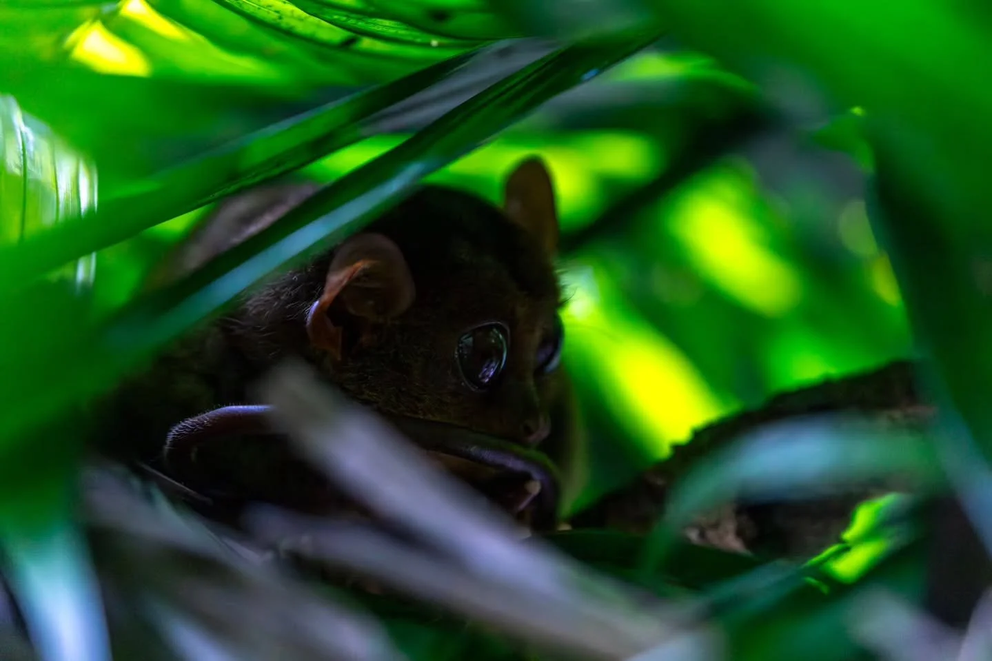 #tarsier
#bohol
#panglao
#tarsiersanctuary
#philippines
philippinestravel
philippines🇵🇭
tpbgovph
visitphilippines
visitbohol
boholphilippines

@philippinetarsierfoundation
@boholtourismph
@northzenvillas