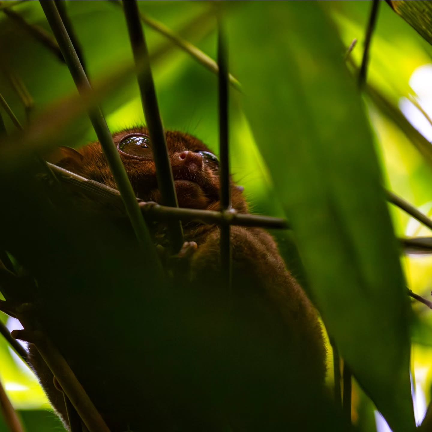 #tarsier
#bohol
#panglao
#tarsiersanctuary
#philippines
philippinestravel
philippines🇵🇭
tpbgovph
visitphilippines
visitbohol
boholphilippines

@philippinetarsierfoundation
@boholtourismph
@northzenvillas