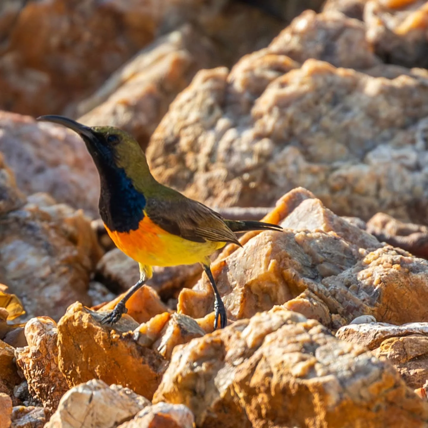 #palawansunbird at
#sandislandbeachresort 
#chindonanIsland