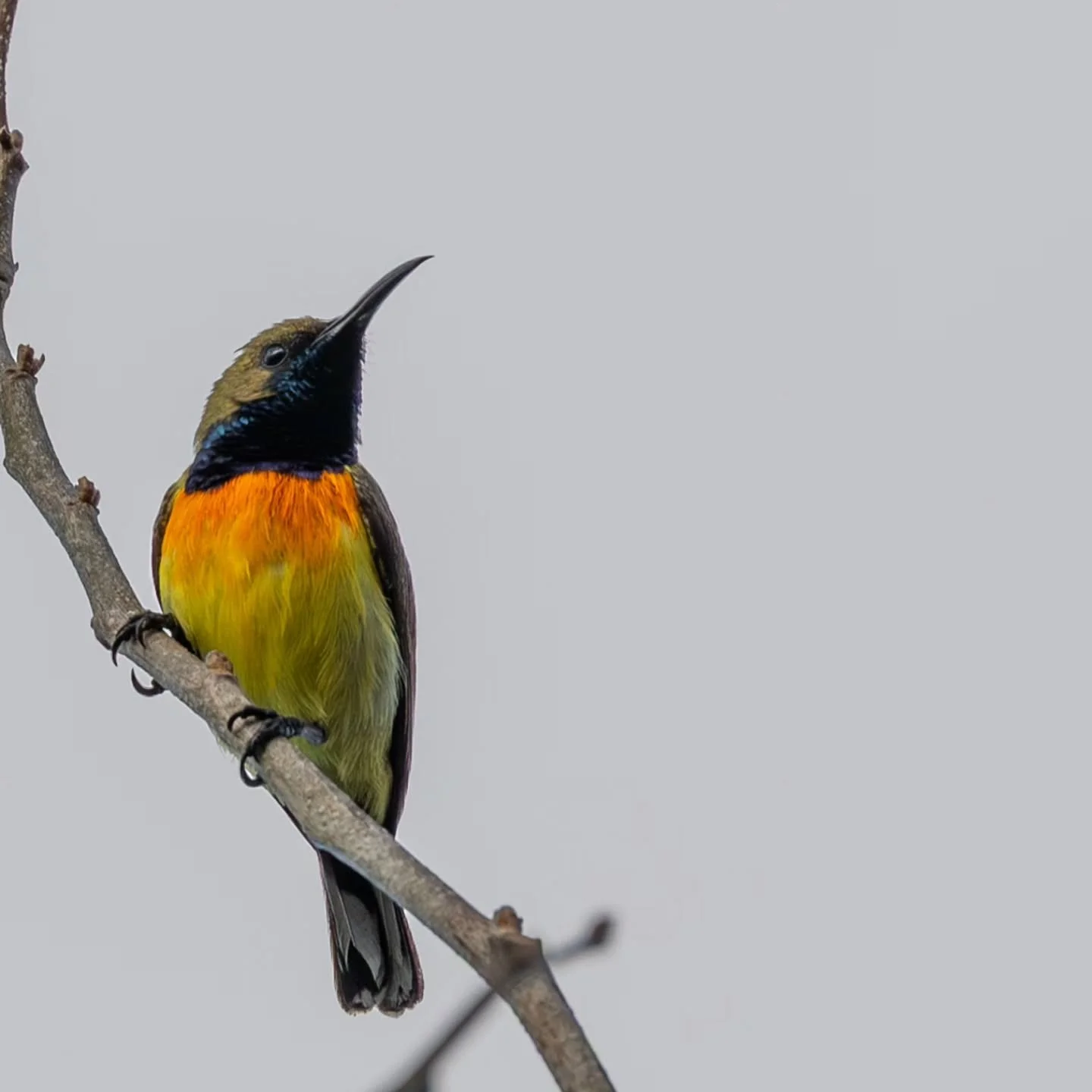#palawansunbird at
#sandislandbeachresort 
#chindonanIsland 
@philippines.tpb
