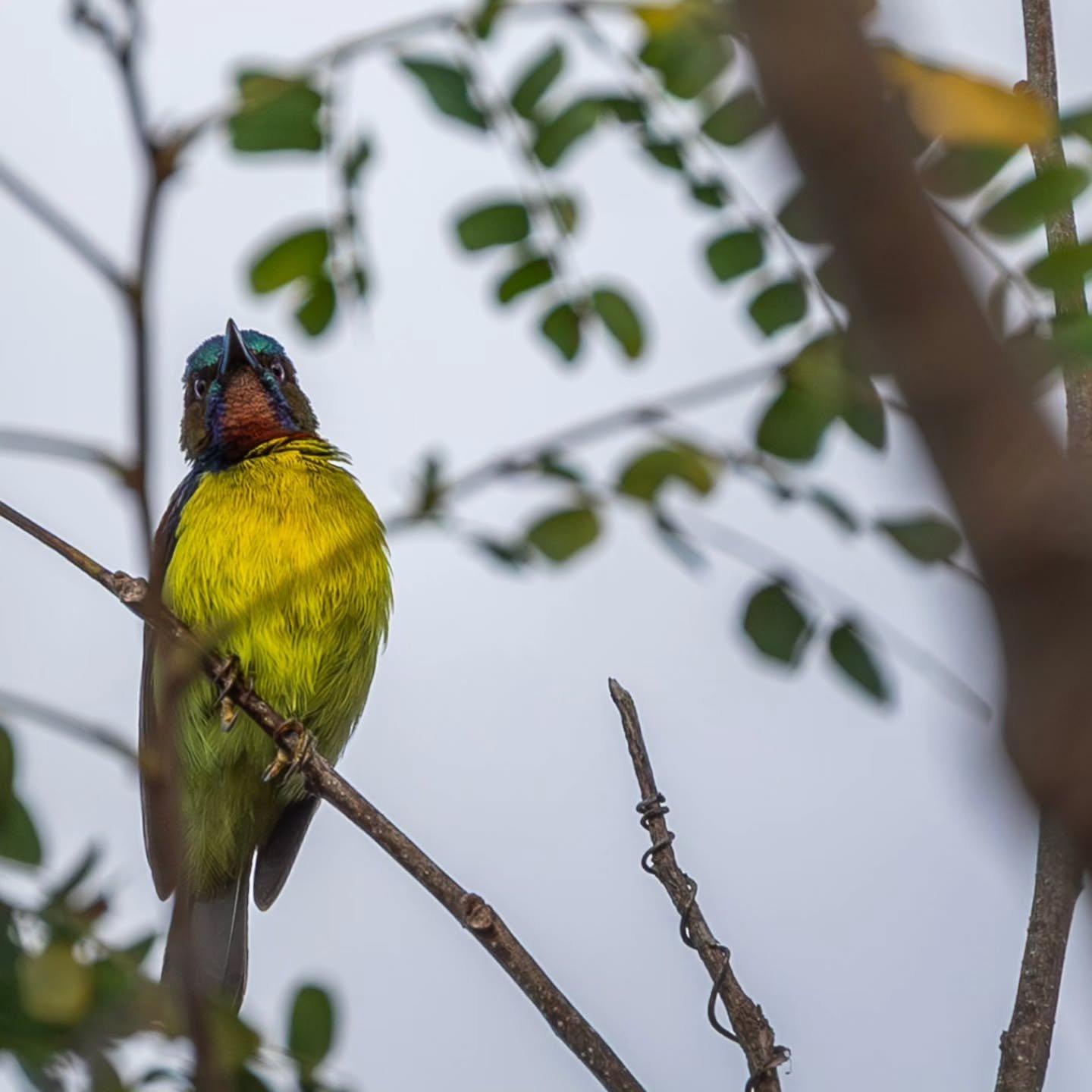 This was a surprise when I went to edit my shots and found that I'd captured a #brownthroatedsunbird
#plainthroatedsunbird
#tamsi
At #sandislandbeachresort 
#chindonanIsland
