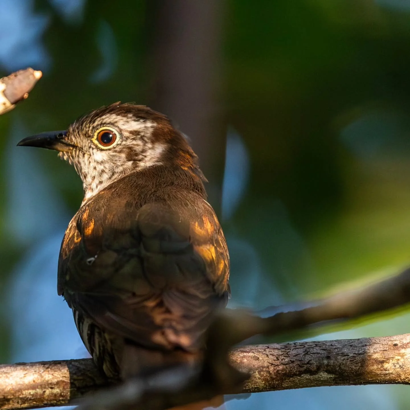 #littlebronzecuckoo
#bronzecuckoo
#cuckoo at #northzenvillas