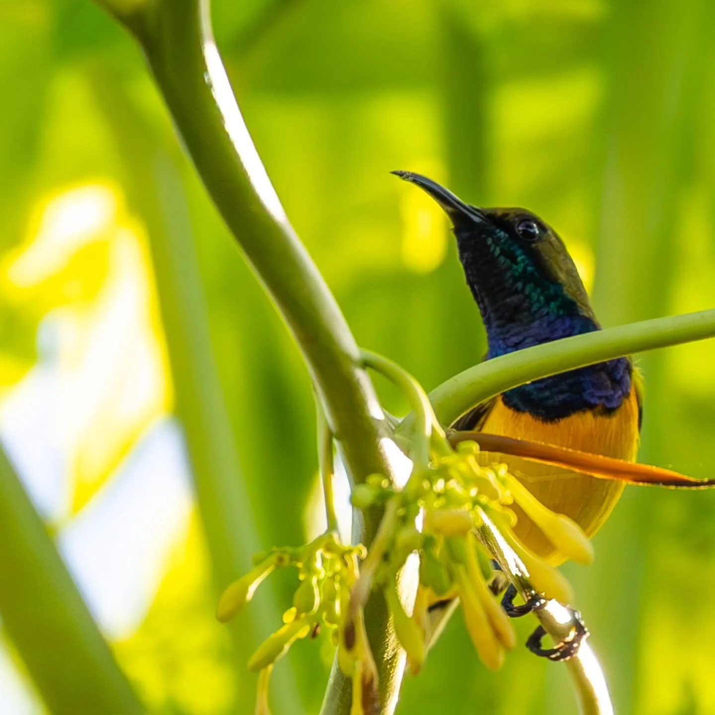 #gardensunbird #olivebackedsunbird #sunbird
#tamsi #tamsidilaw at @northzenvillas