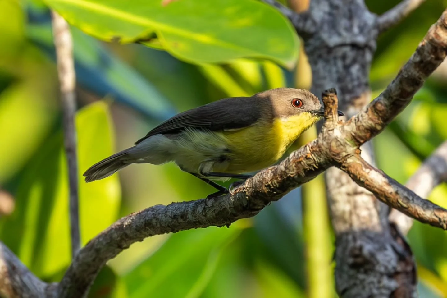 #goldenbelliedgerygone 
#gerygone 
#pipitbakaw #pipit 
#flyeater

at @northzenvillas

@boholtourismph