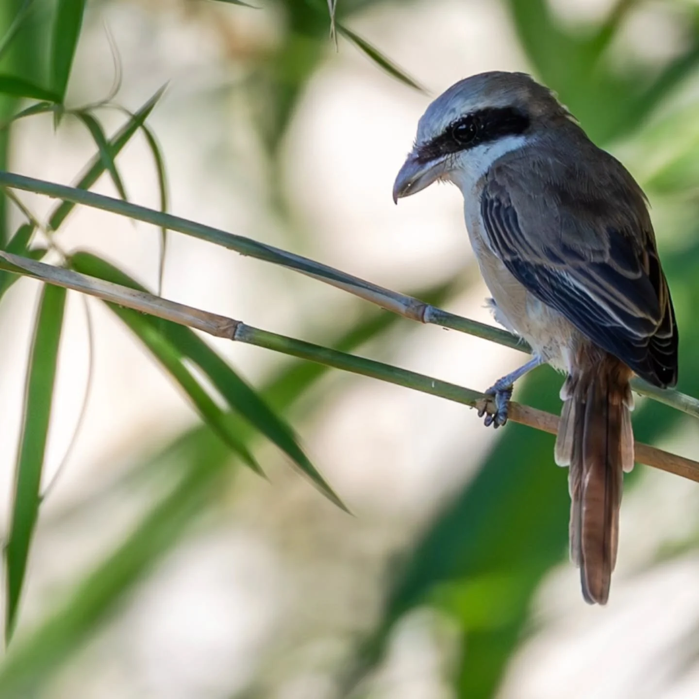 #brownshrike #phillipinebrownshrike
at #northzenvillas
#tarat 
@northzenvillas