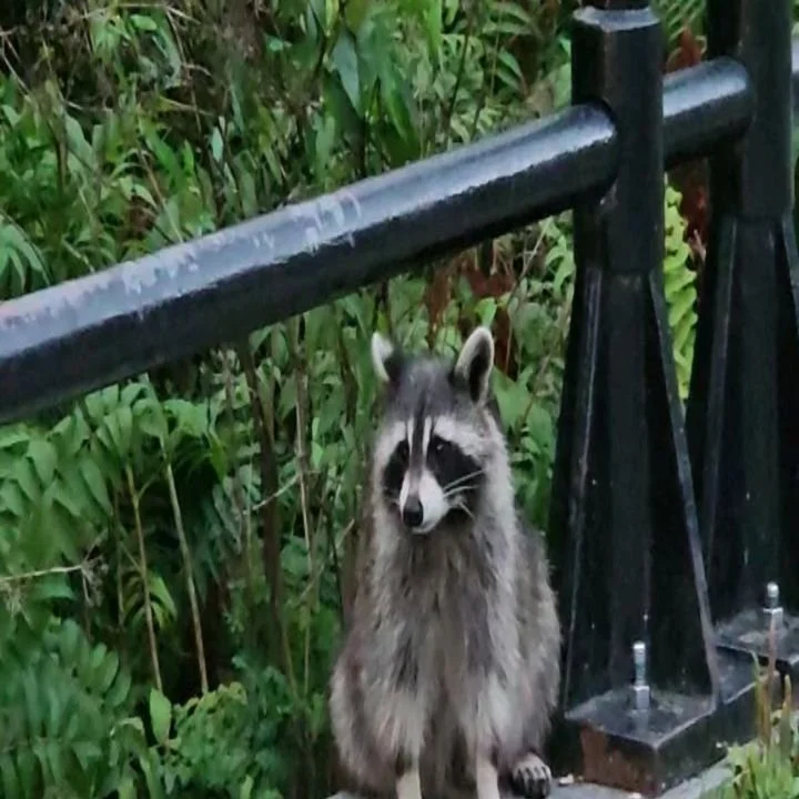 And that's it for #montreal in 2023

#jadoremontreal 
#montrealeats
#montrealfood
#mtlcuisine 

#mtl
#mtllife 
#mtlfood 
#mtleats 
#mtlresto 

@visit.montreal 
@montreal_heart 
@montreal 
@montrealworld 
@igersmontreal 
@explorecanada 
@cultmtl 
@gui