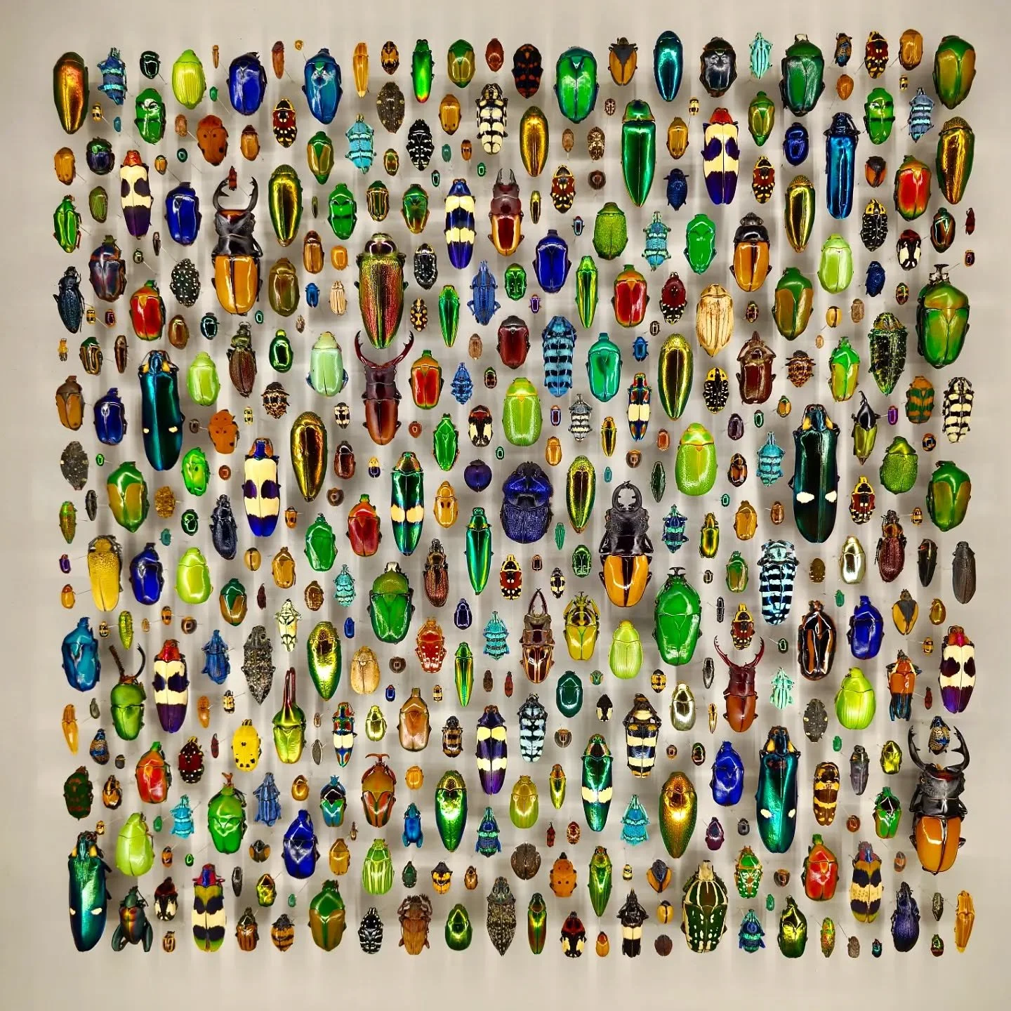 I was once again blown away by the collections at the #insectariumdemontreal taking @b_rit113 for her first time

#Insectarium
@espacepourlavie
#espacepourlavie
#cettesemainesurinstagram
#CultMTL
#discovermontreal #exploremontreal
#igersmontreal #ins