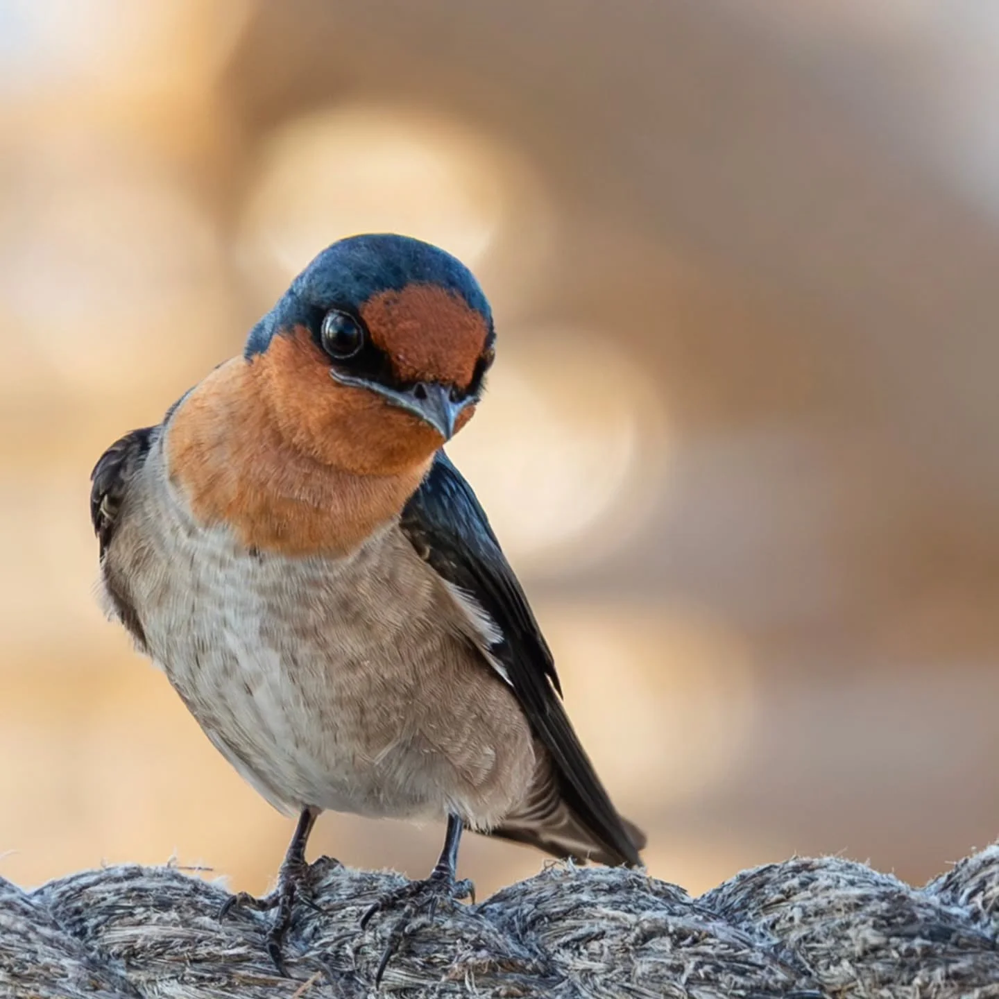 Happy #worldwildlifeday 

#pacificswallow 

at #northzenvillas
#layanglayang
#talimbabatang
@northzenvillas