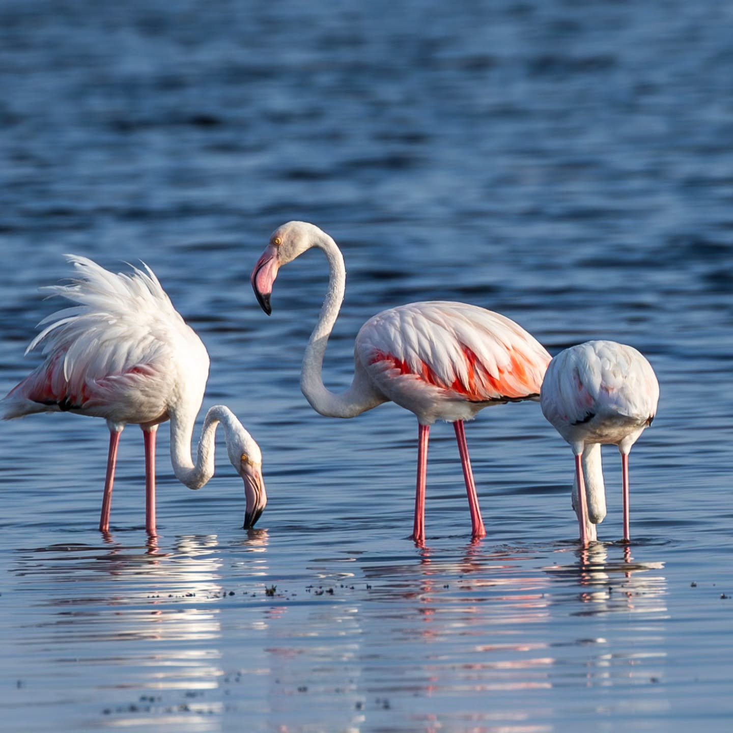 Felt like a #flamingo day today.

I took these on my birthday at Khawr Ad Dahariz

#فلامنغو
#ظفارالطبيعة 
#khawraddahariz
#محميةخورالدهاريز