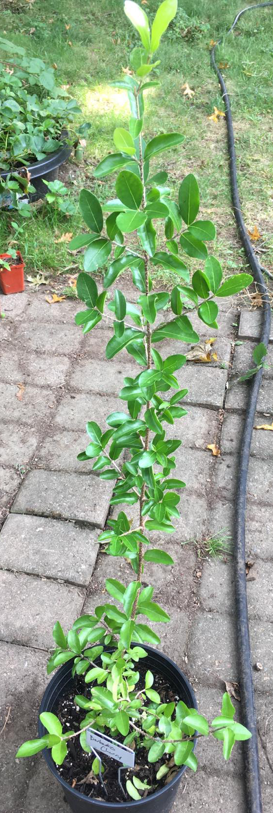 Barbados Cherry