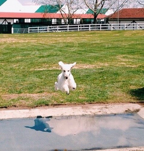 Good bye, my beautiful lamb. Made the hard decision today to put down my poodle Lotus, who had lung cancer. She was my best girl, my pal, my lammie. I&rsquo;m gutted. 

#lotusjumpingoverstuff