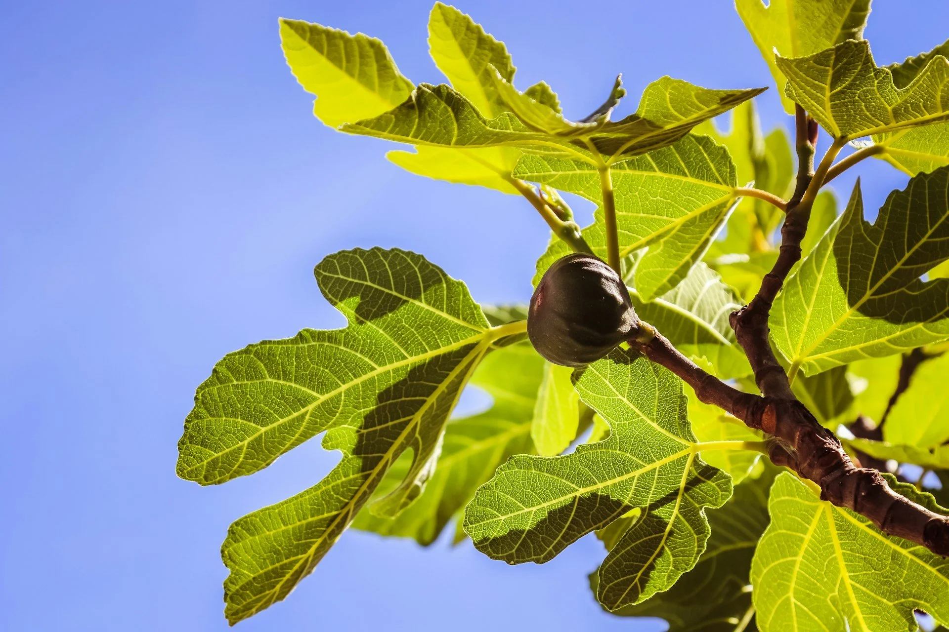 Under the Fig Tree