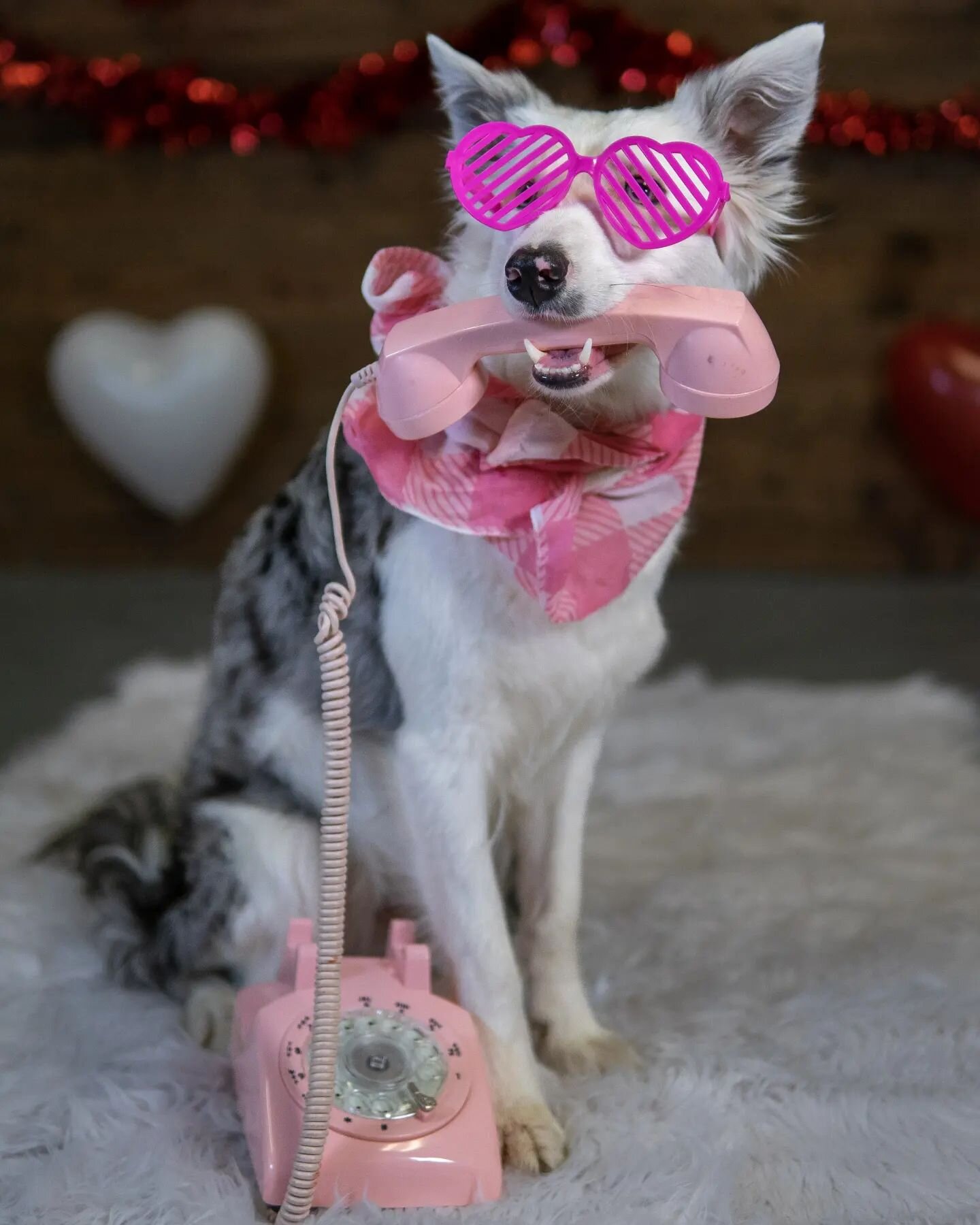 Cupid called, he wants his heart back!
.
Happy Valentines day!
@dingodogphotos