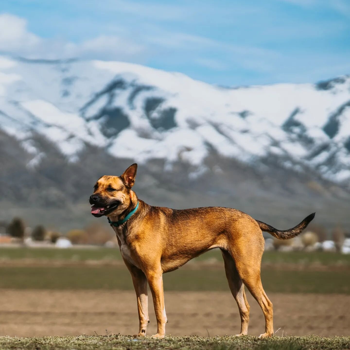 We had the privilege of getting to know and train Hazel the American Pit Bull Terrier/ Belgian Malinois cross! Hazel is a spunky girl with a lot of energy! Hazel needed to work on jumping, basic obedience and overall capitalize her energy into produc