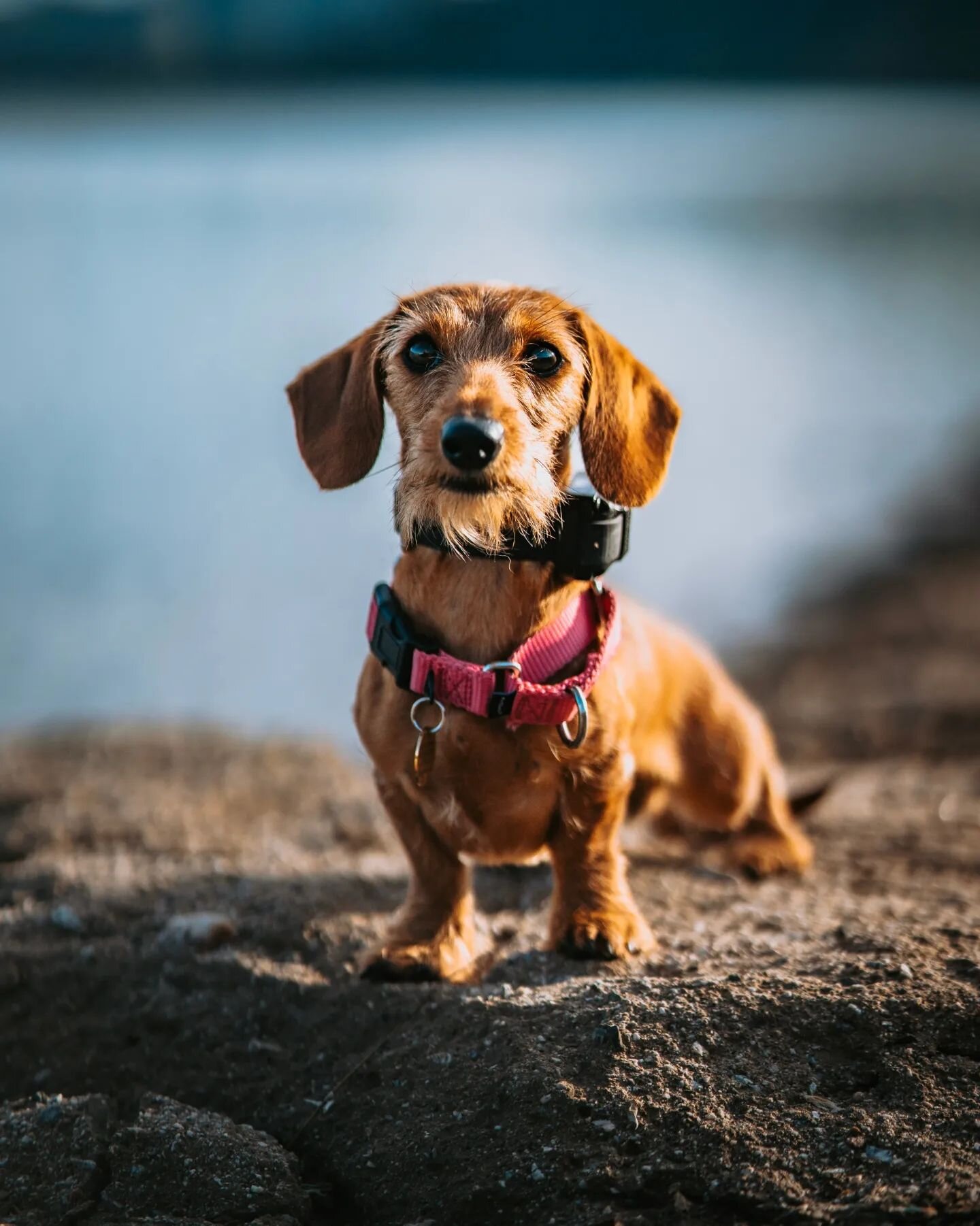 Little dogs can do big things!
.
Reece is a wirehaired miniature daschund that just finished her custom board and train. Her main focus is to recall no matter the circumstances! Reece comes from the eastern Lake Tahoe area, a very spacious and wild p