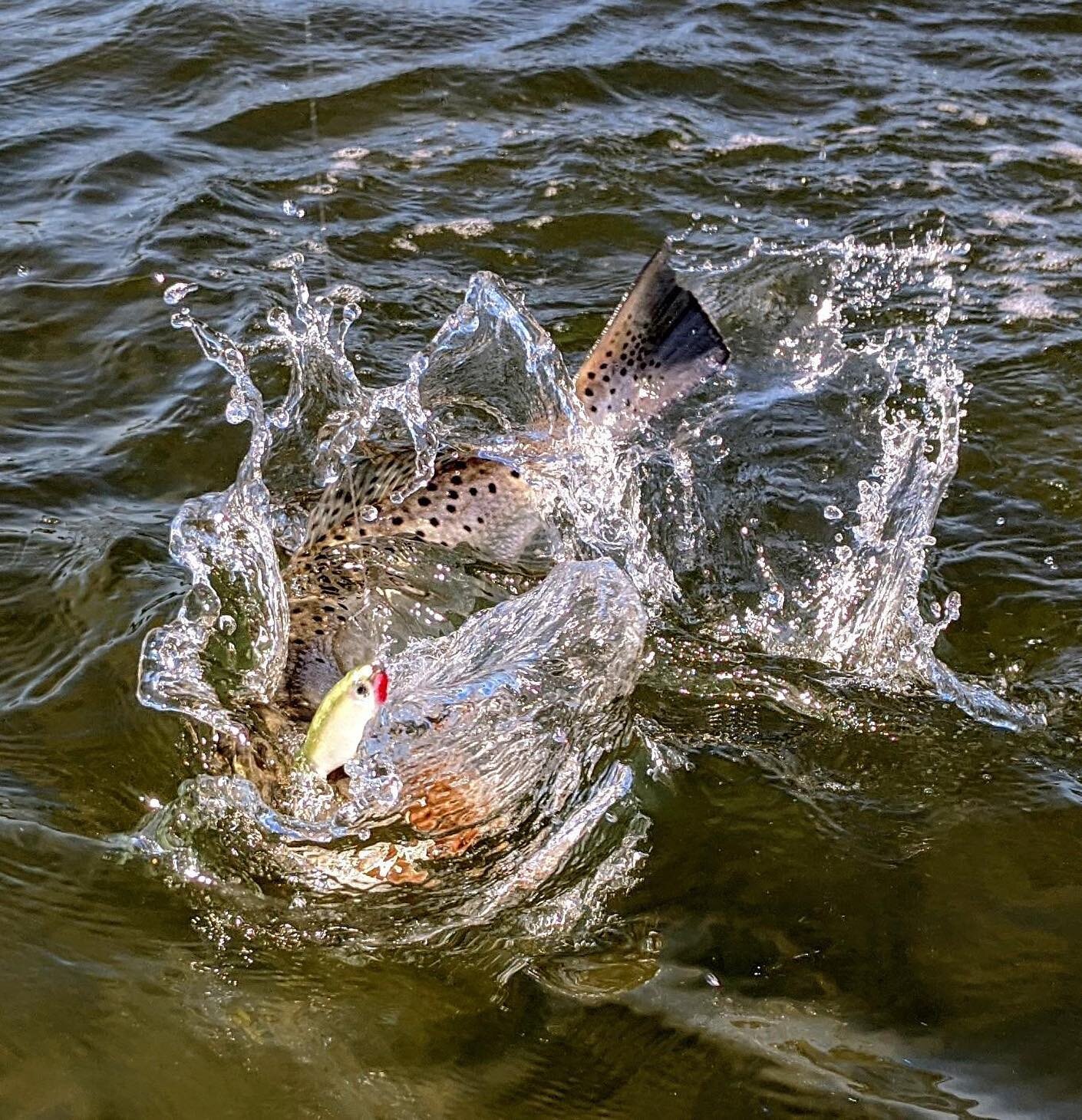 Nice shot of a chunky #speckledtrout try to head shake free of my custom &ldquo;Flats Snack&rdquo; Mirrodine. With this mild weather the fish are really slurping hard baits! @mirrolure_official 
.
.
#hardbaits #fishingtips #captcarichardson #fishingc