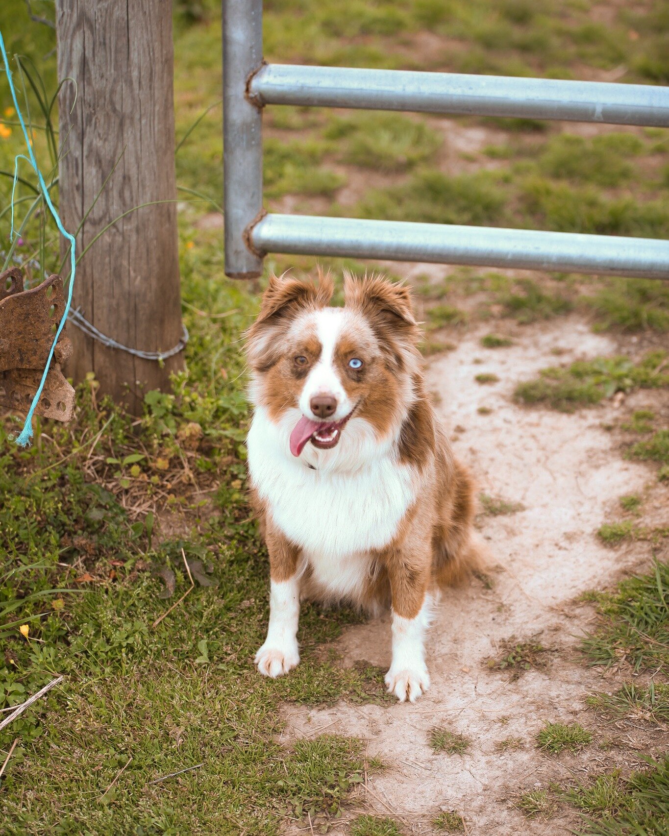 Josie.. What can we say.. She is the middle of our dog pack. This girl loves her food and loves to get love. Depending on the day she is the best lap dog and the best little mouse/fox hunter. Lets show Josie Kate some love!

https://www.diamondbfarm1