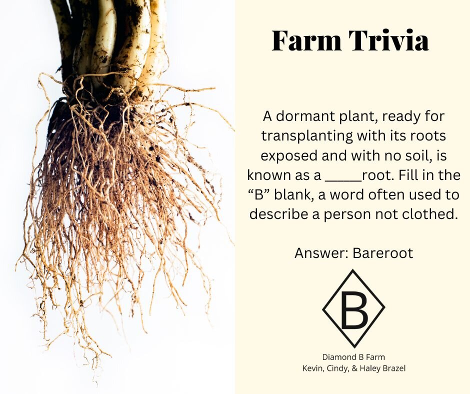 Sometimes, when you have a plant, especially house plants, you have to take the all the way out of the spoil to expose this term. Think of it as a human's physical. 

https://www.diamondbfarm1994.com