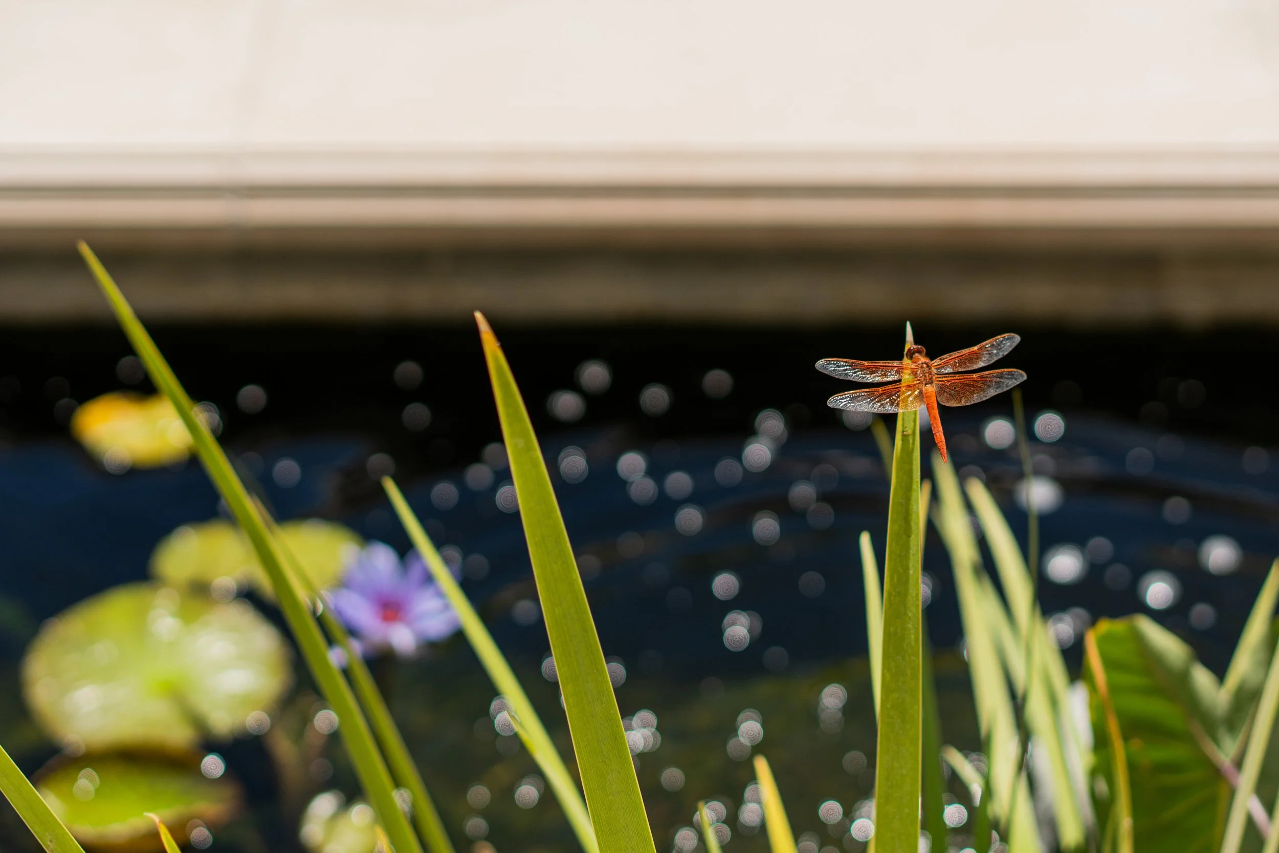 056.jpg