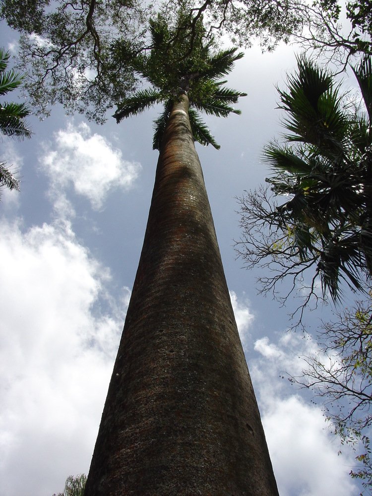 Tree of Life