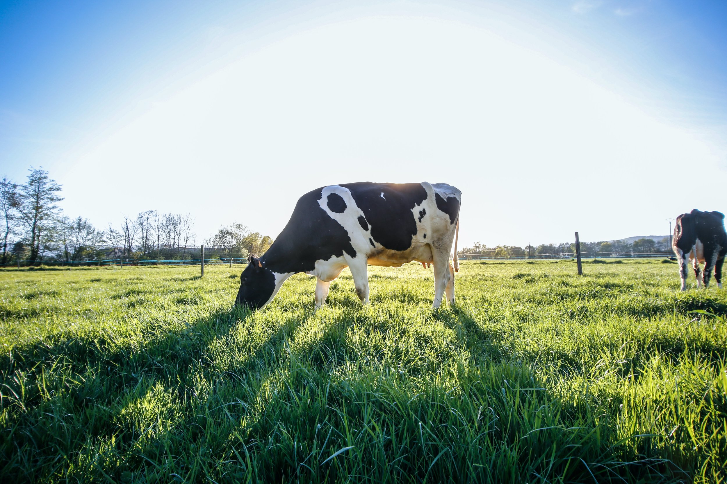 The Power of Manure