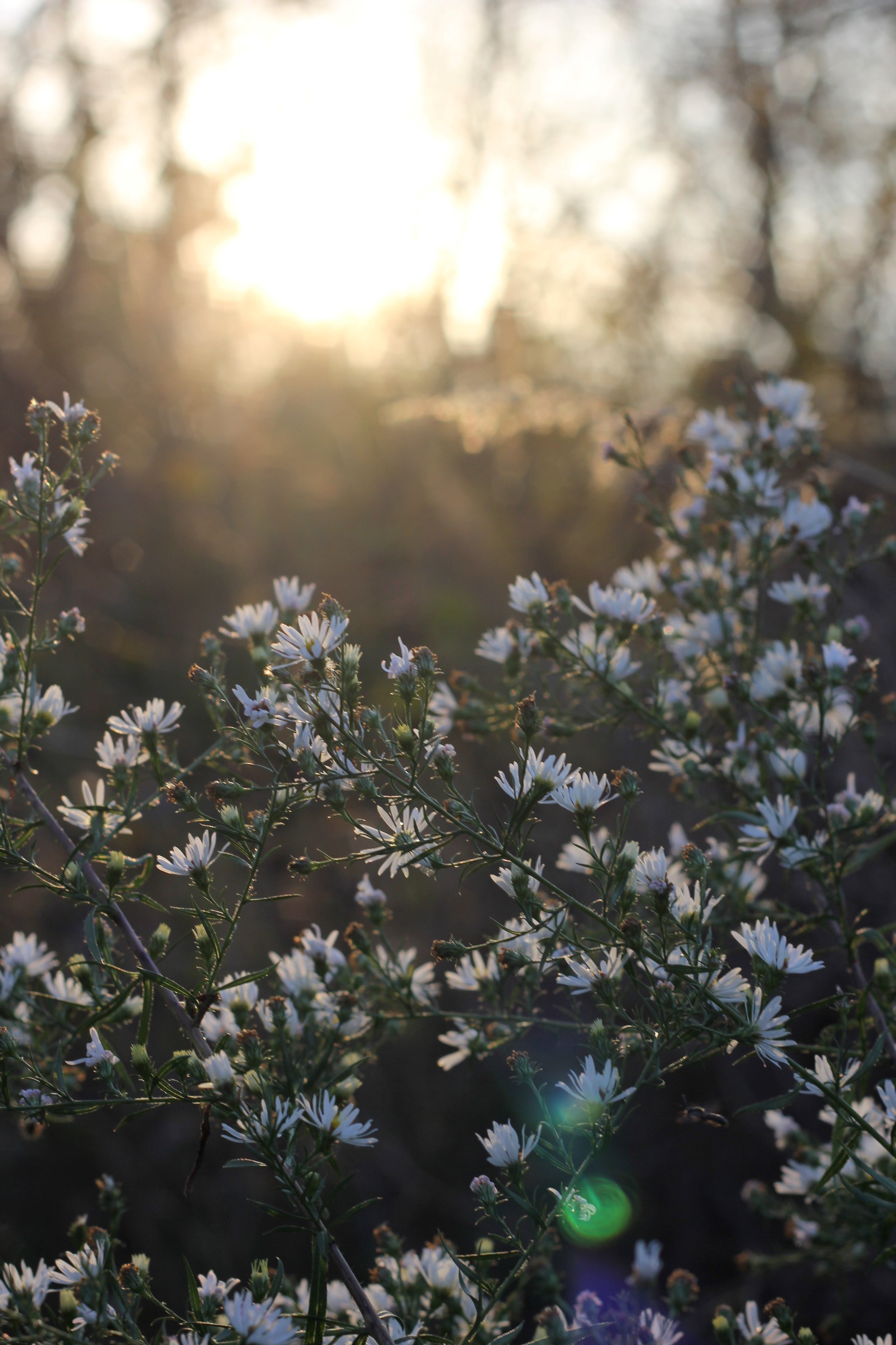 Signs of Spring