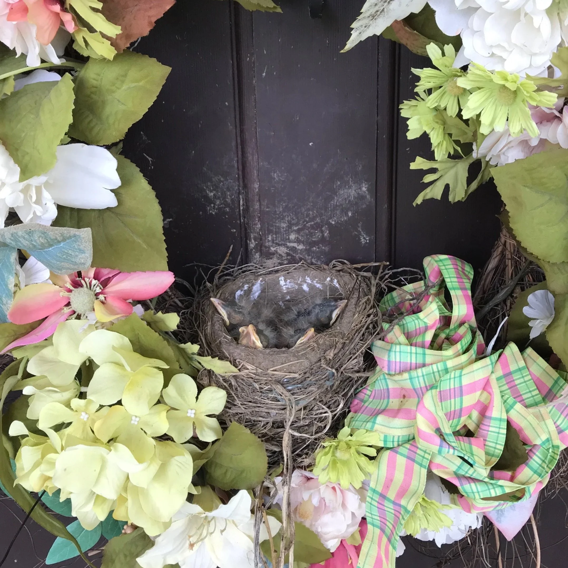 RootBound 2026 Spring Newsletter