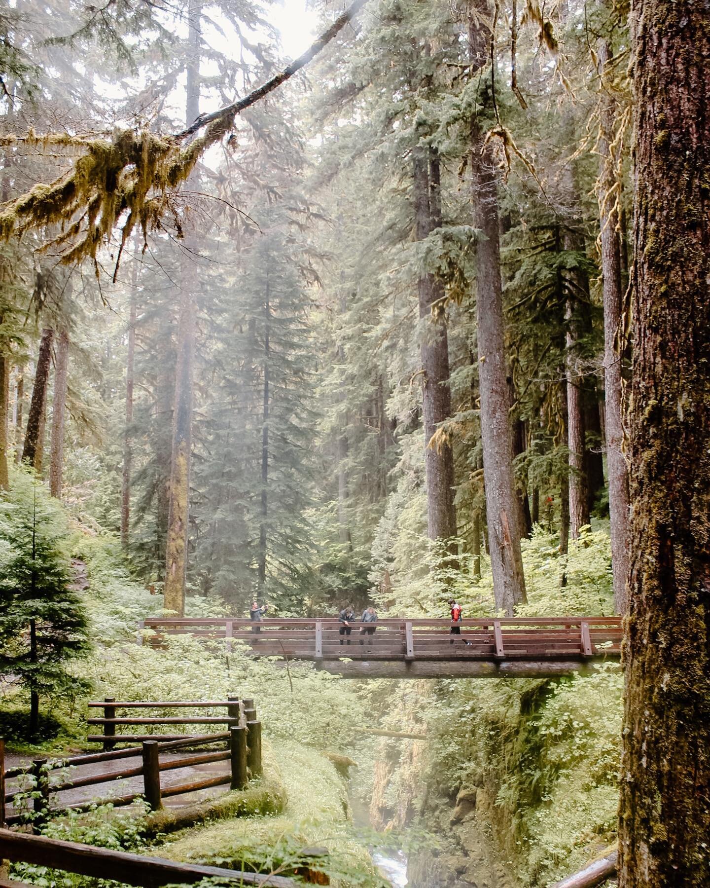 With Olympic National Park being as diverse as it is, the Hoh rainforest is just one amazing part of it.

Suspended 50ft above the thundering falls below, you are able to see cutthroat and steelhead salmon in the fall and winter from the bridge. This