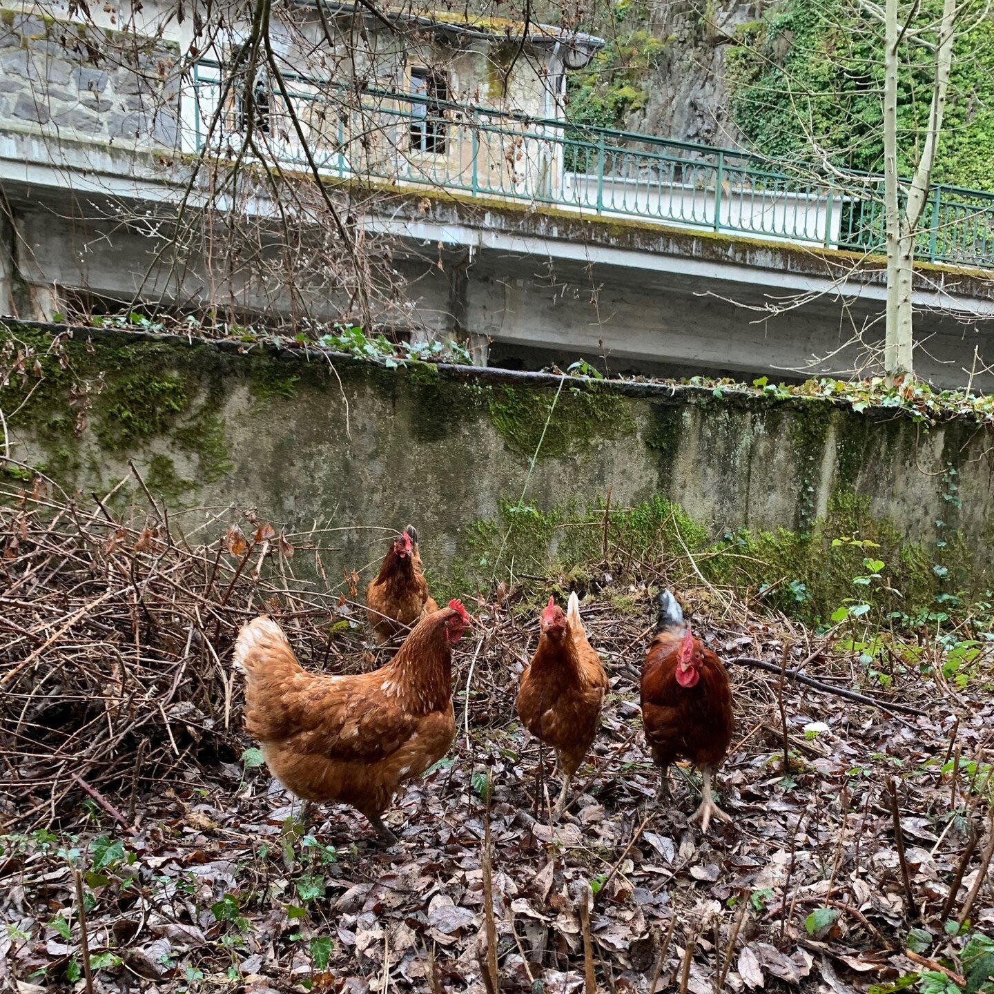 Les premi&egrave;res occupantes du futur jardin potager partag&eacute;